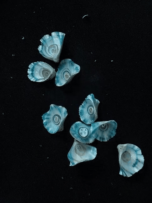 Litorishella Patelliforma 