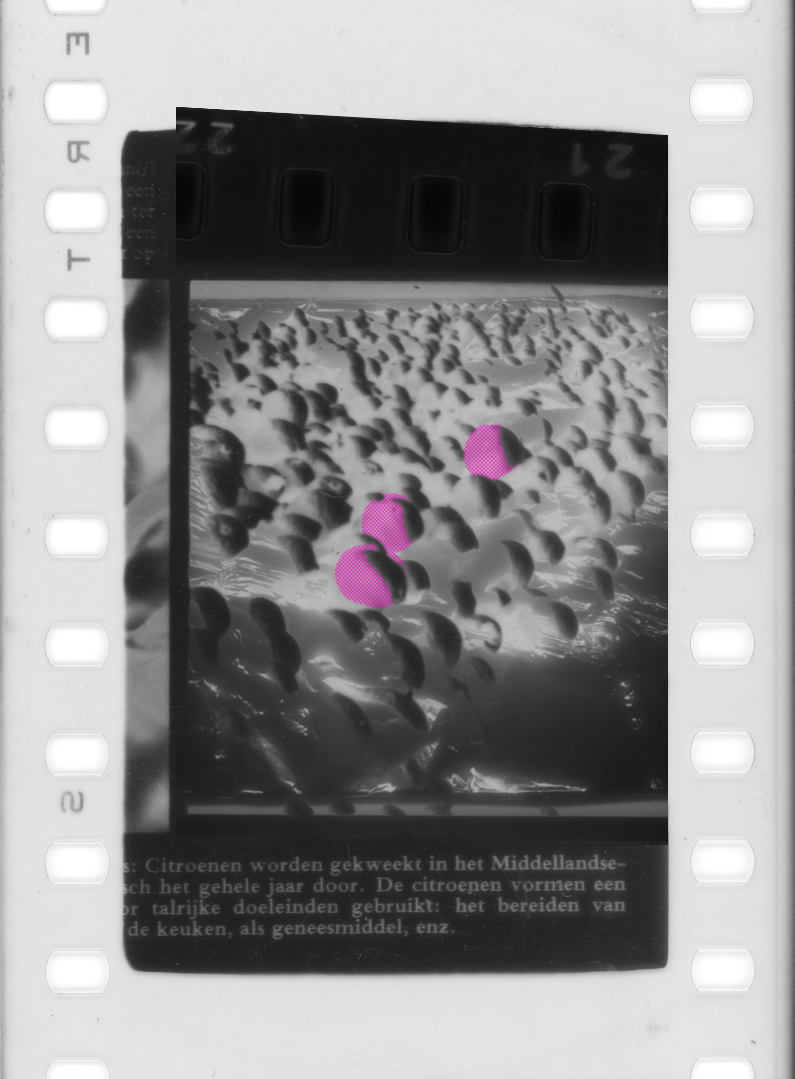 Lemons (Halftone Files #4)