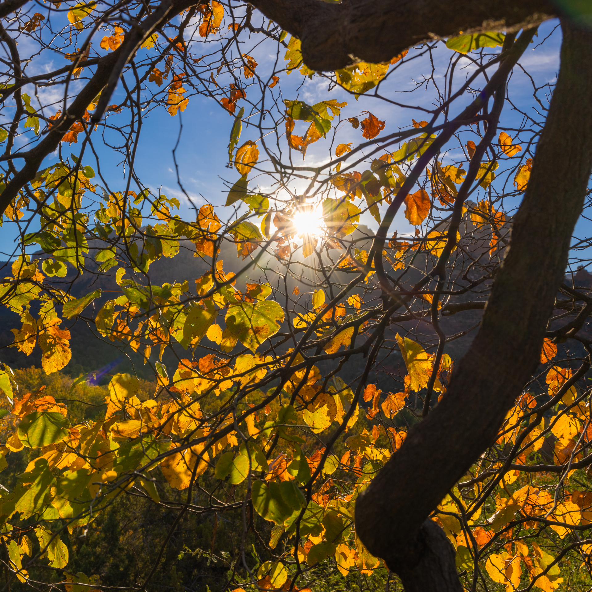 Autumn Morning #31