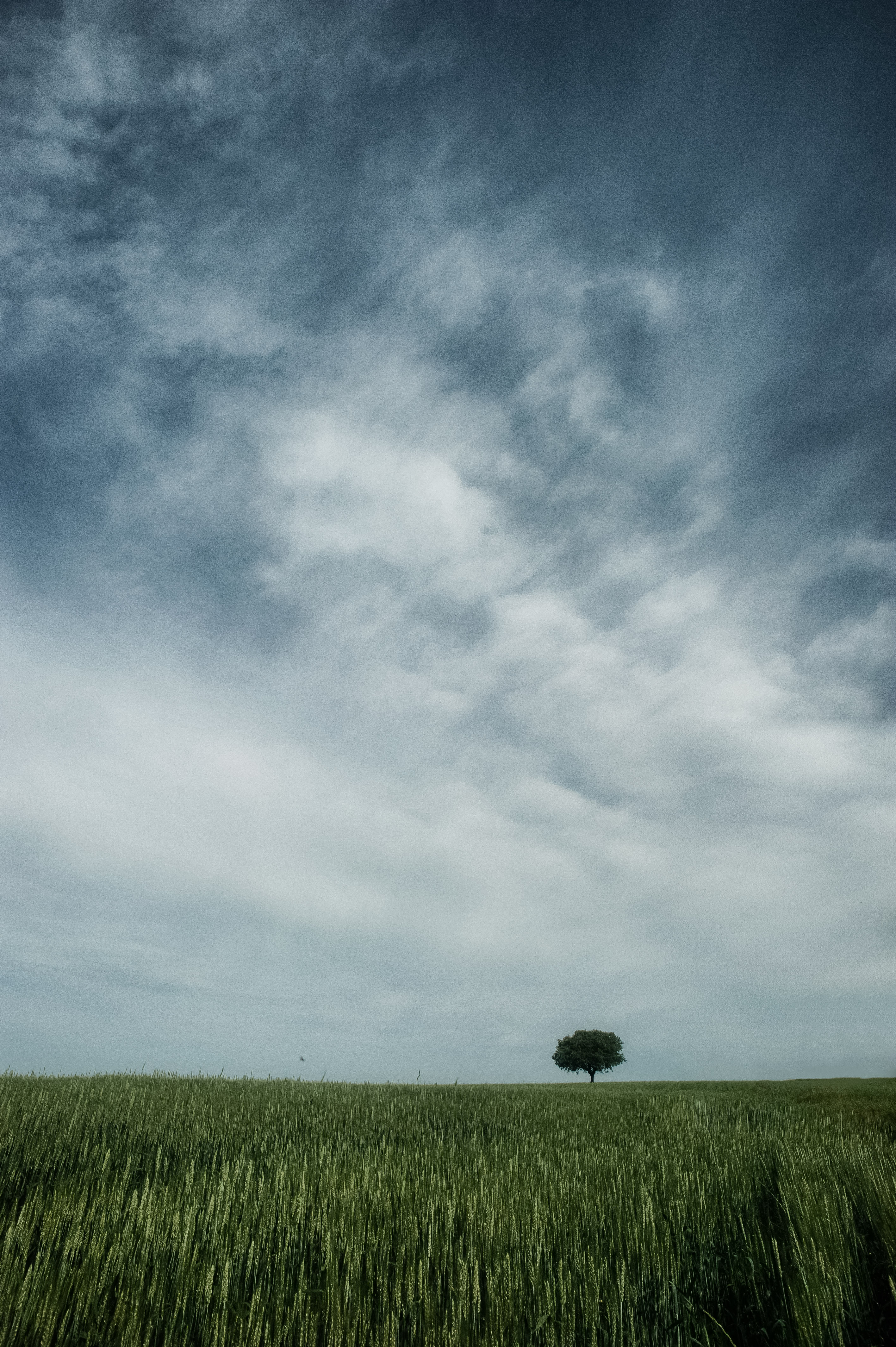 Slice of Nature #36
