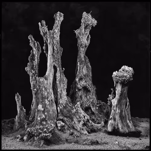 "roots and branches" #41