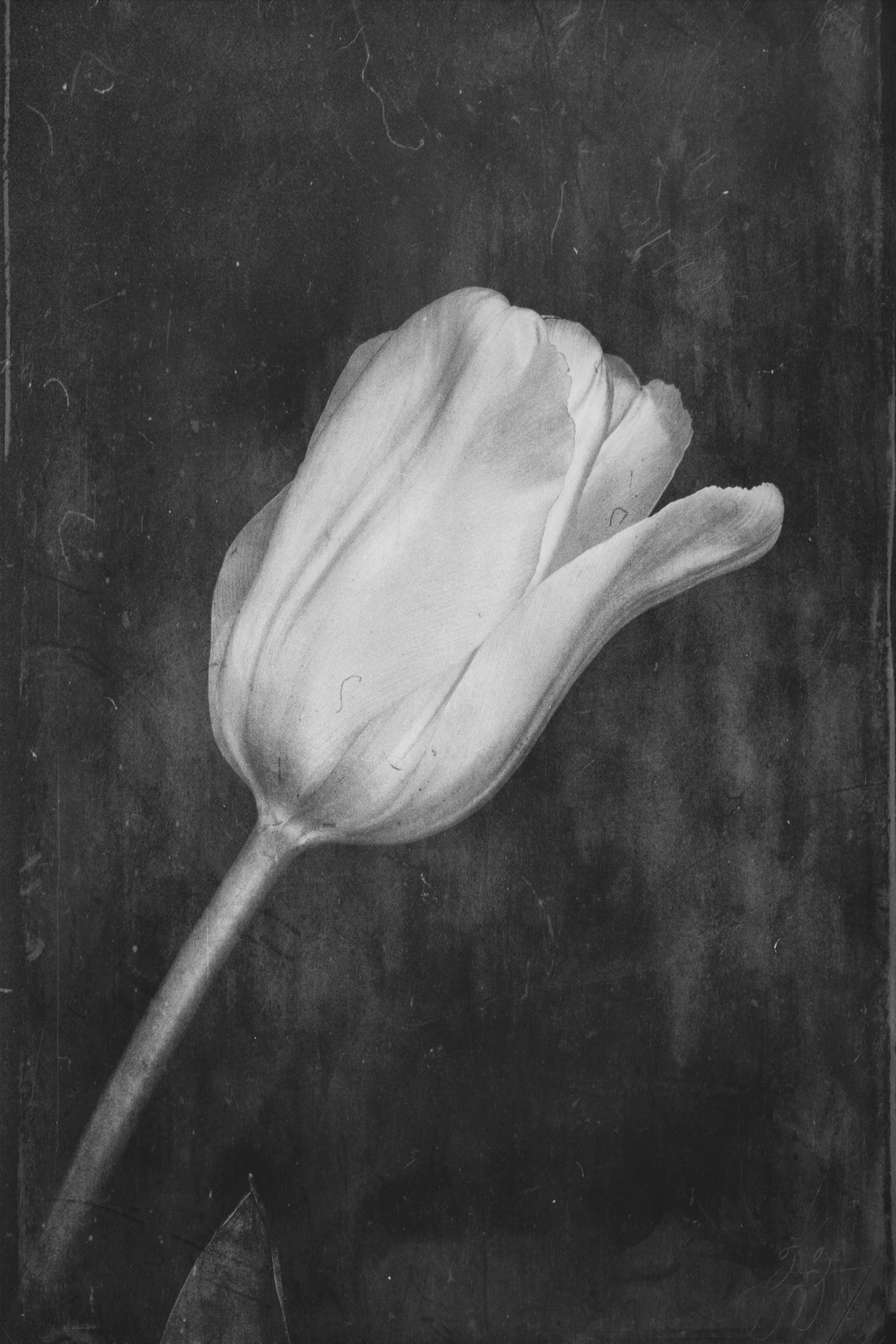 You Liked Tulips