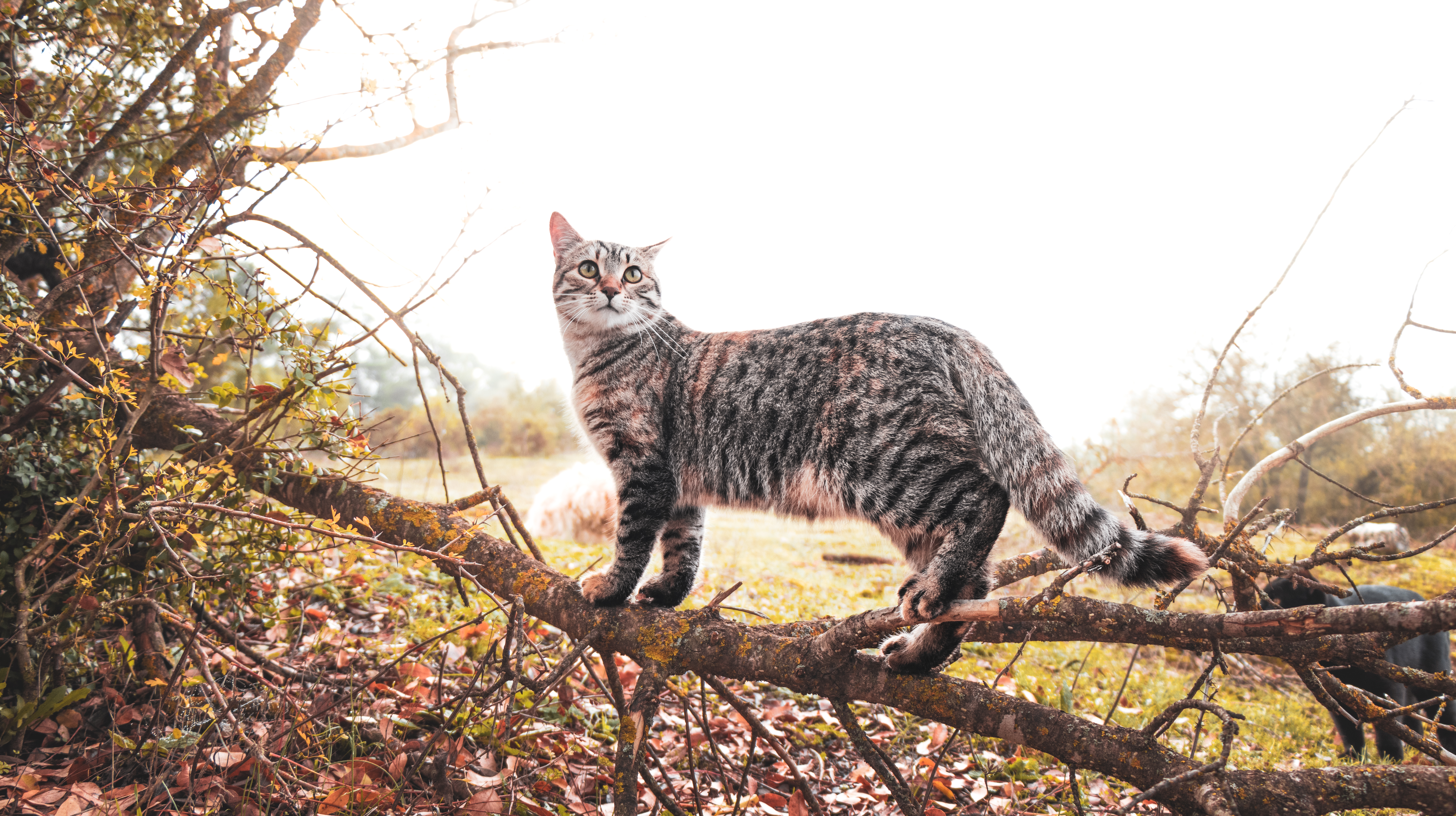 Tiger of her small jungle. #27