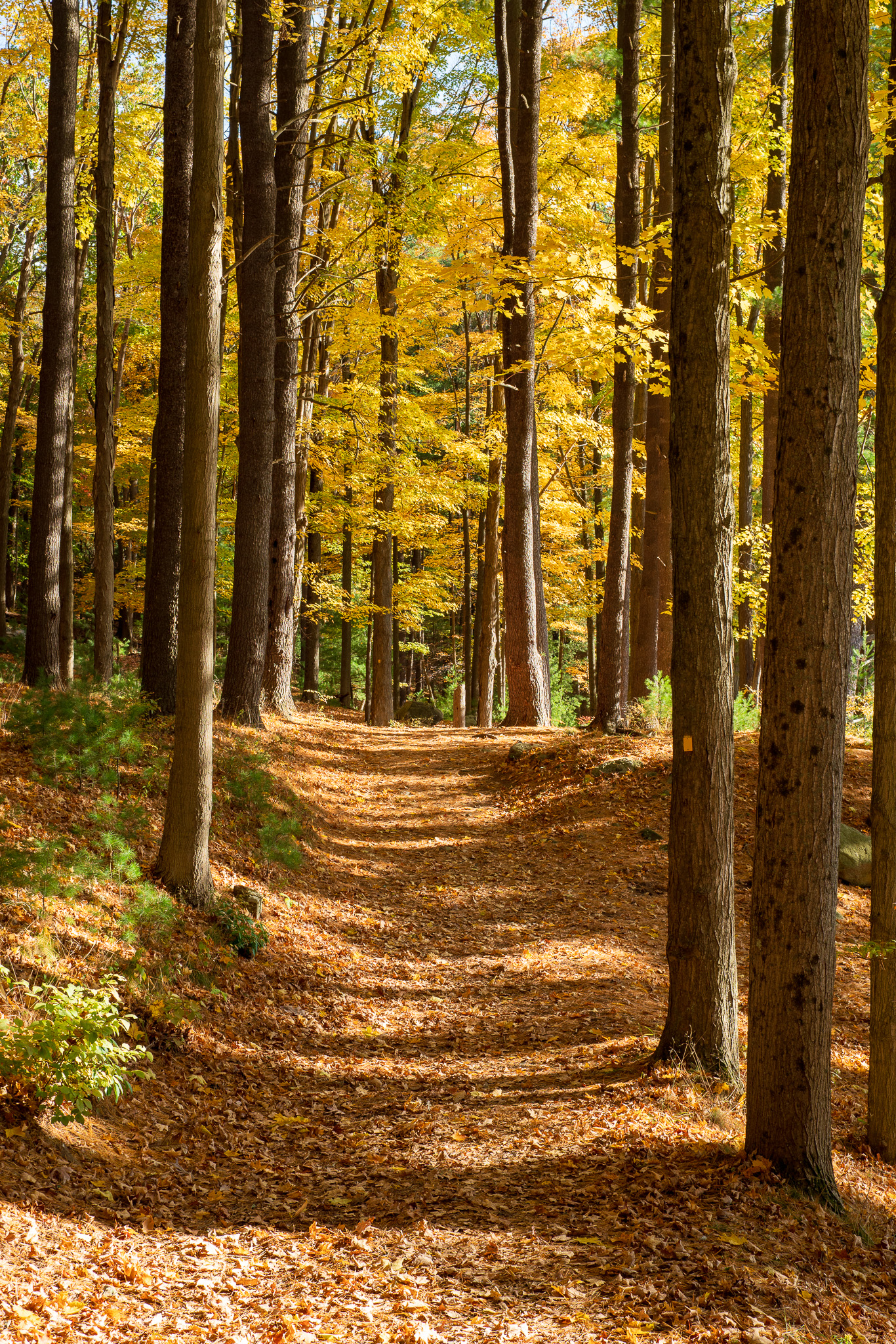 Autumn Forest Bathing