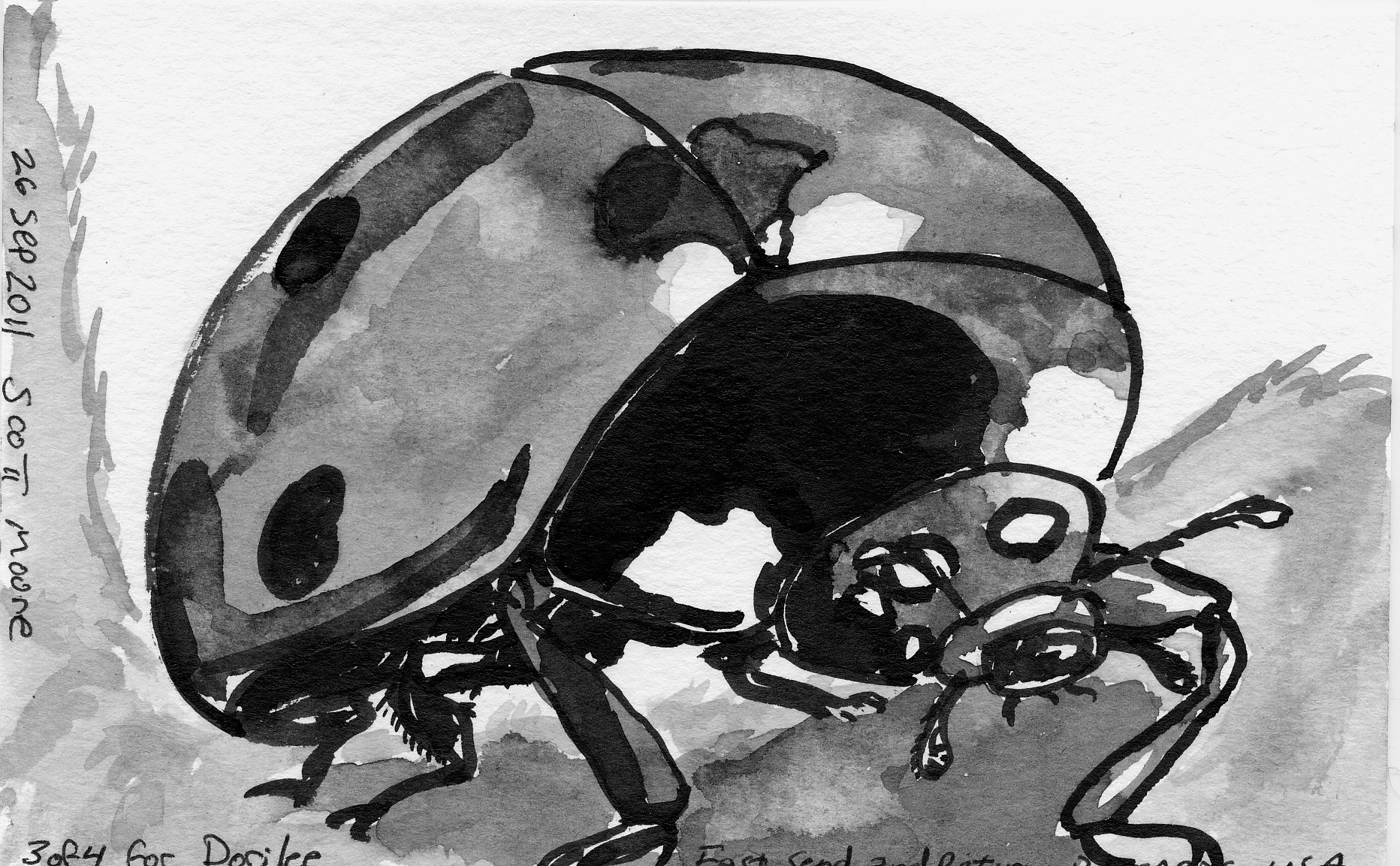 coccinelle