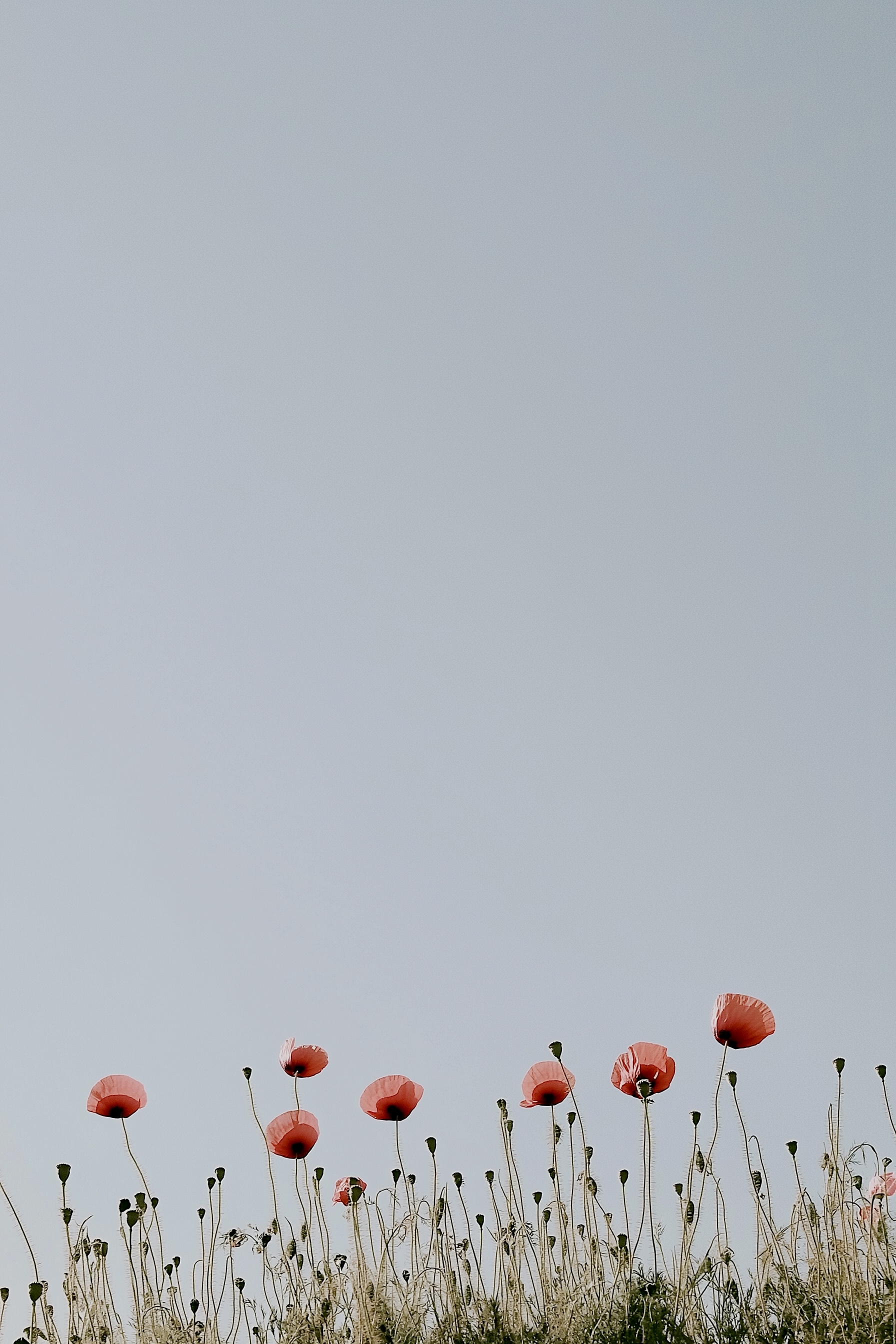 Summer Doldrum Diary - part 20