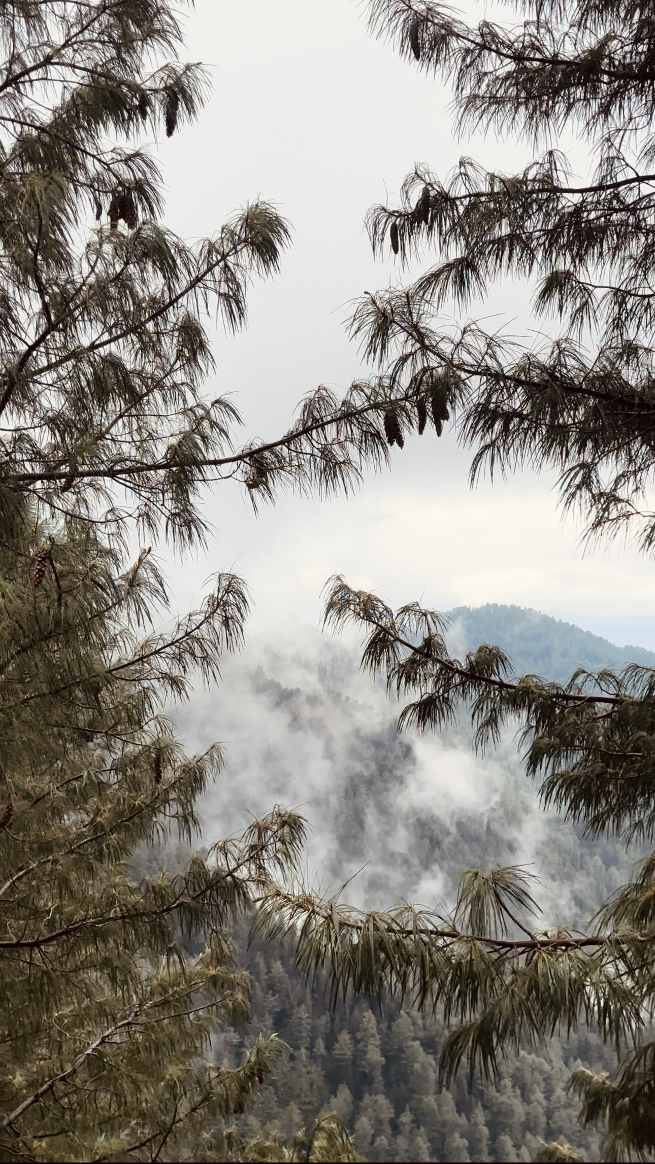 Mountain Breeze #23