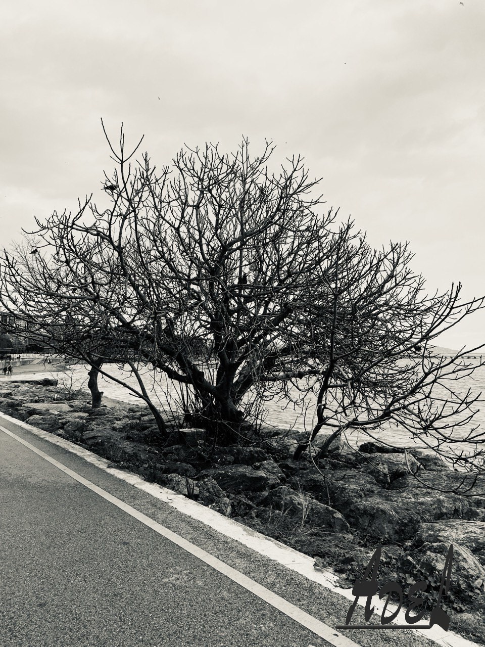 Lonely Tree