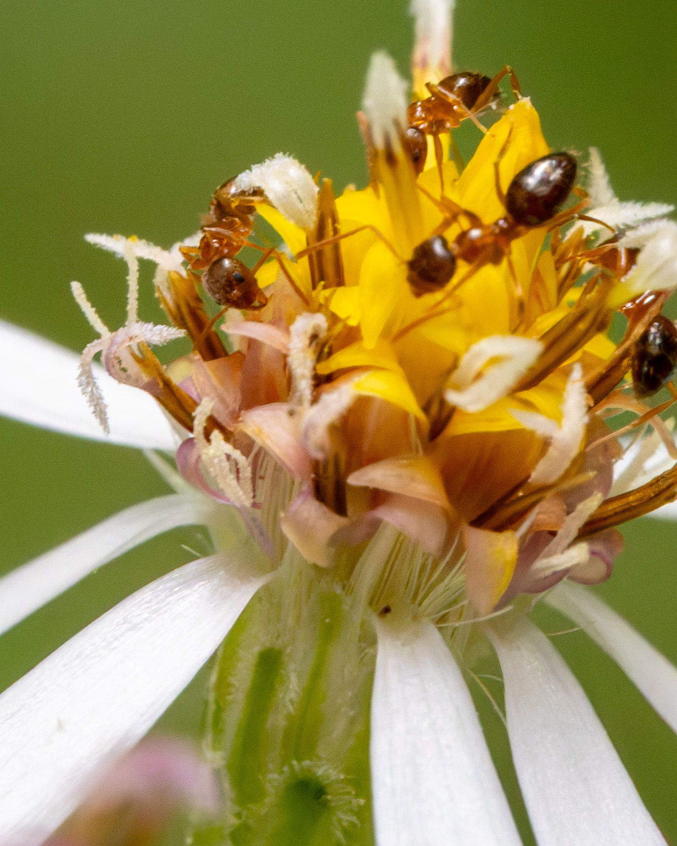 White wood aster, Eurybia divaricata