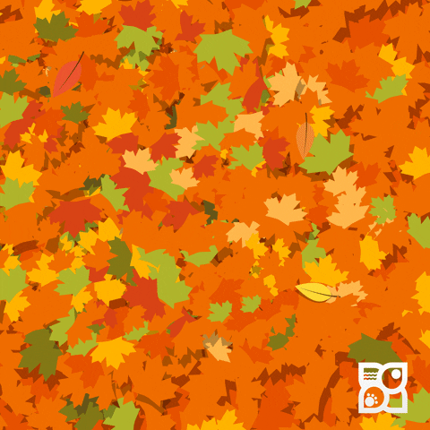 Fall at the Florida Zoo #4911