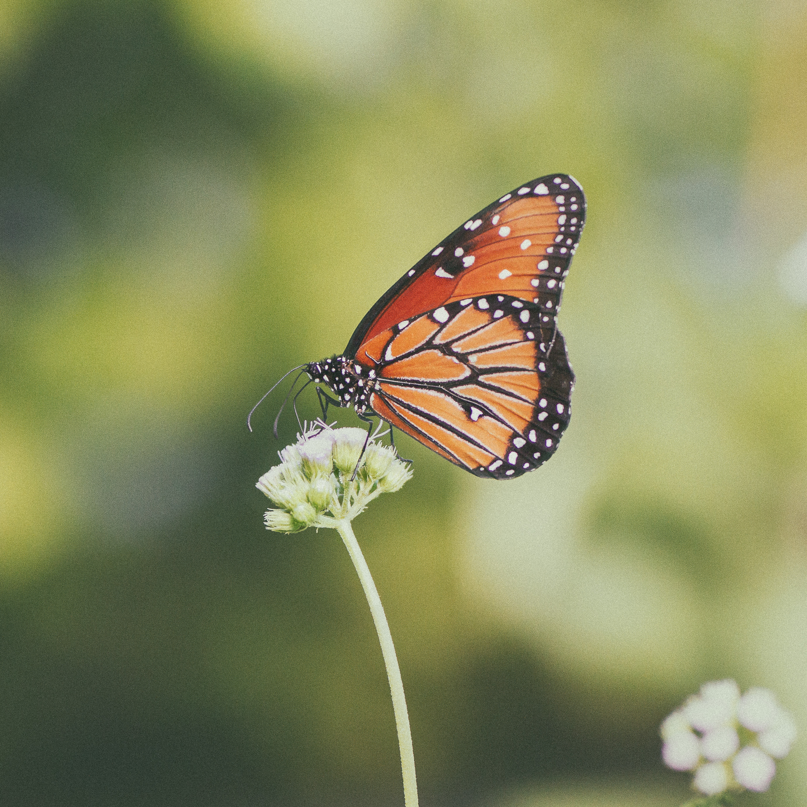 Wings and Wildflowers