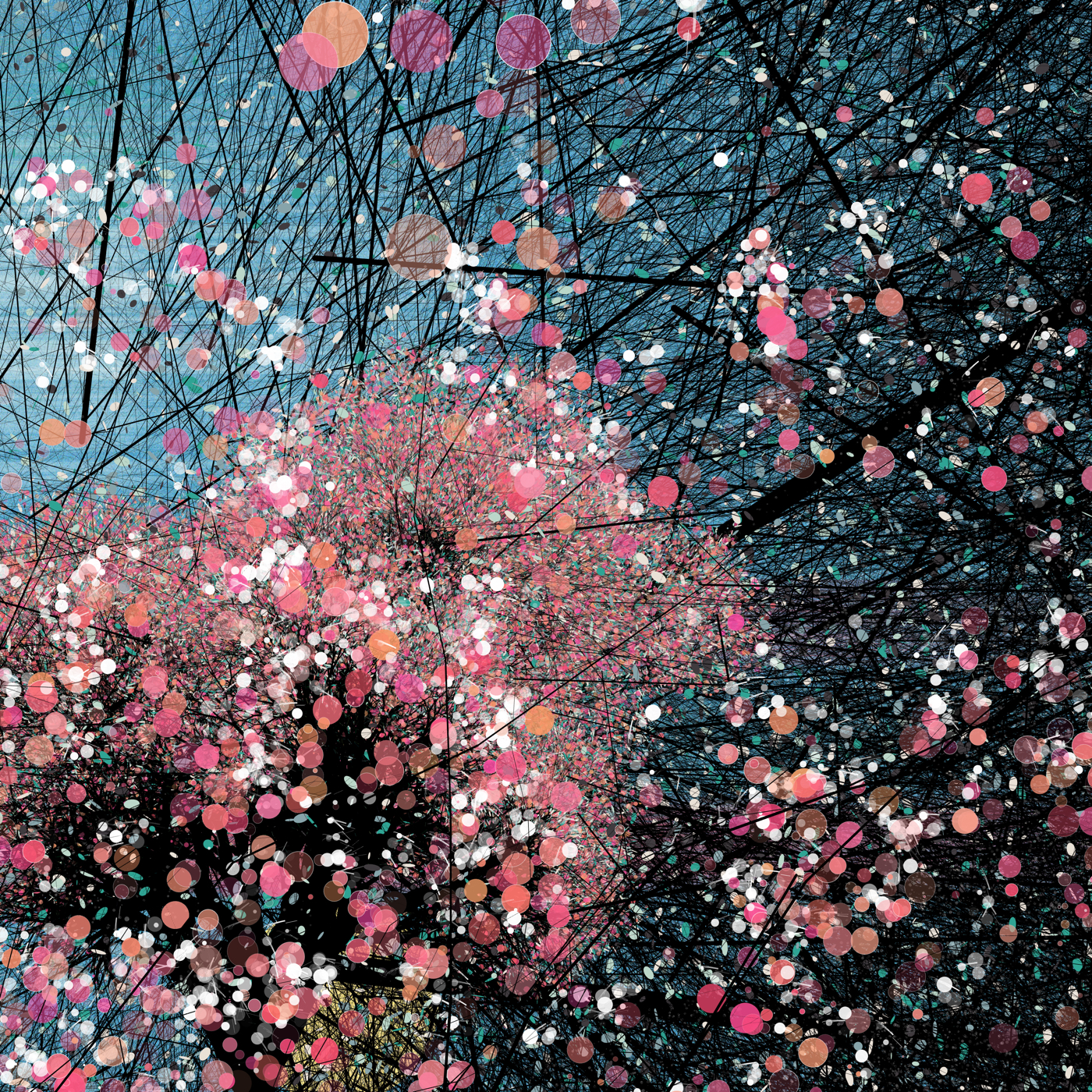 Sakura, cherry blossoms