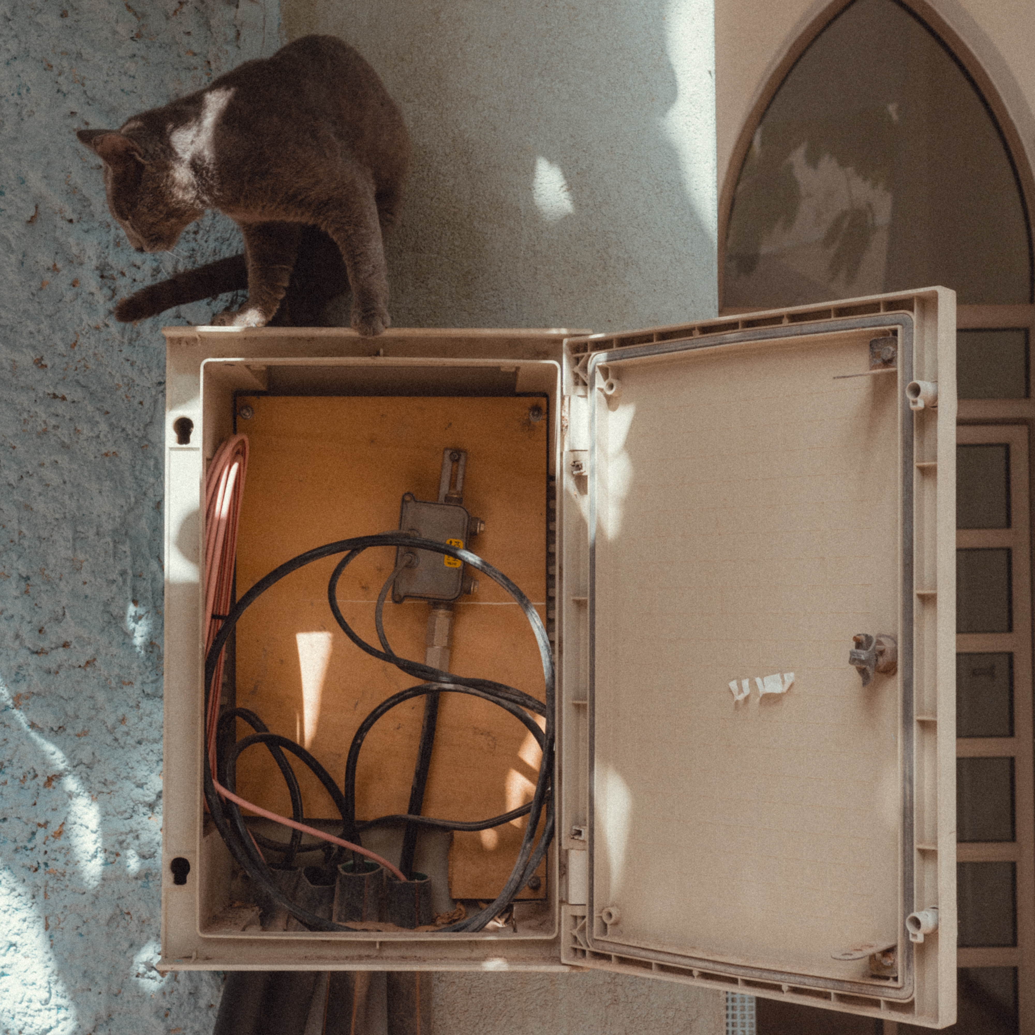 Feline Friend #1