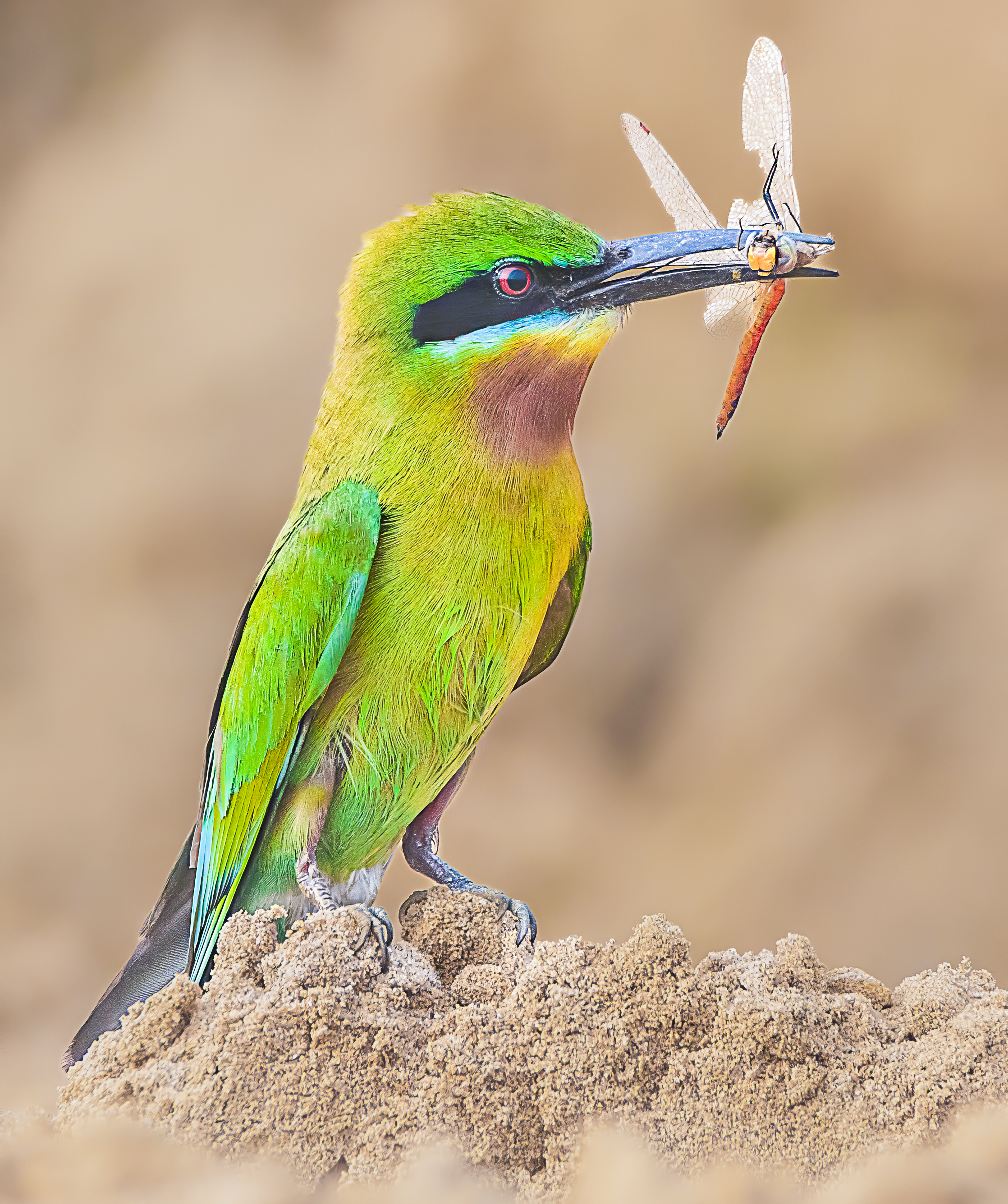 Blue Tailed Bee Eater