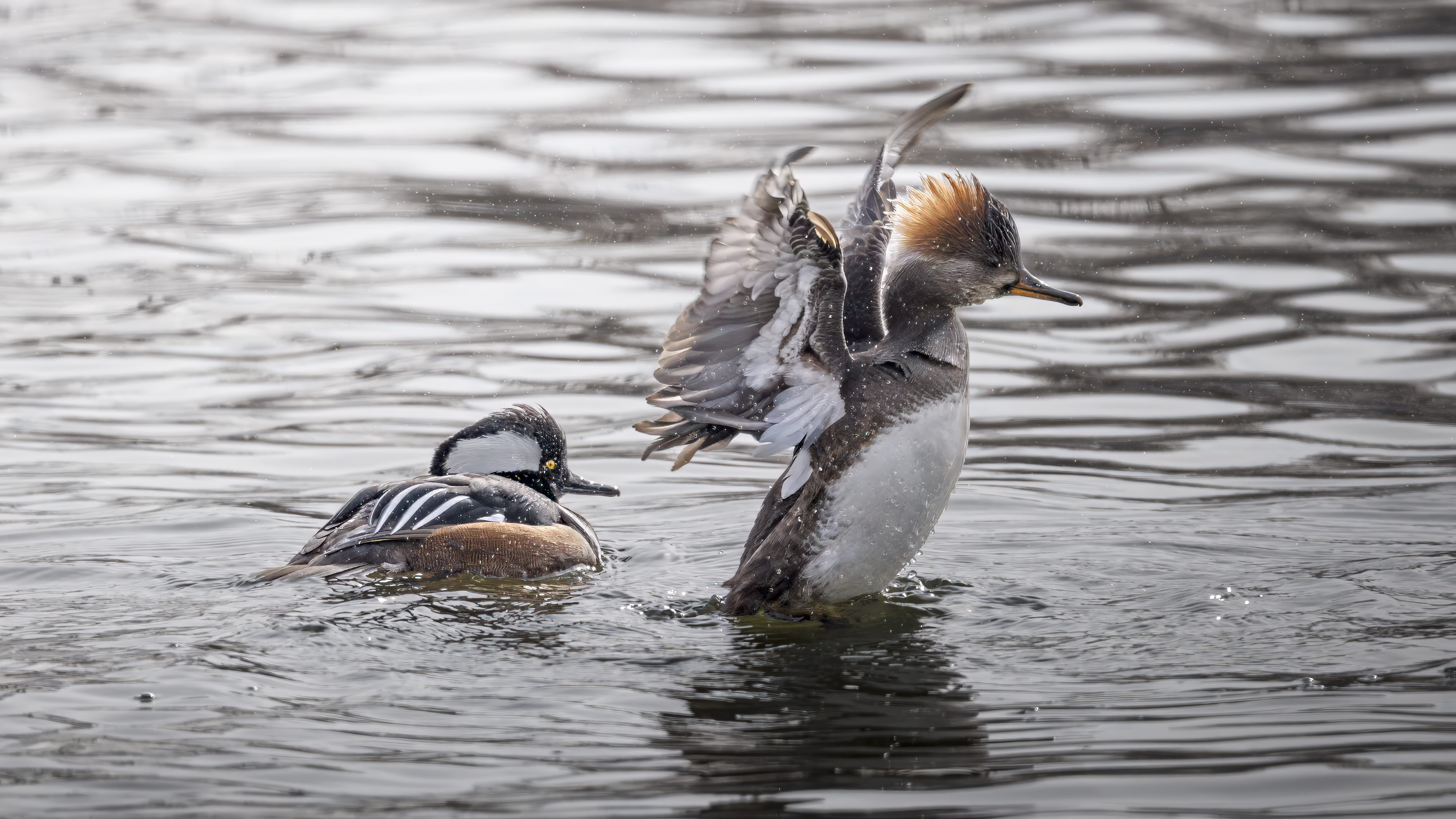 Hooded Merganser
