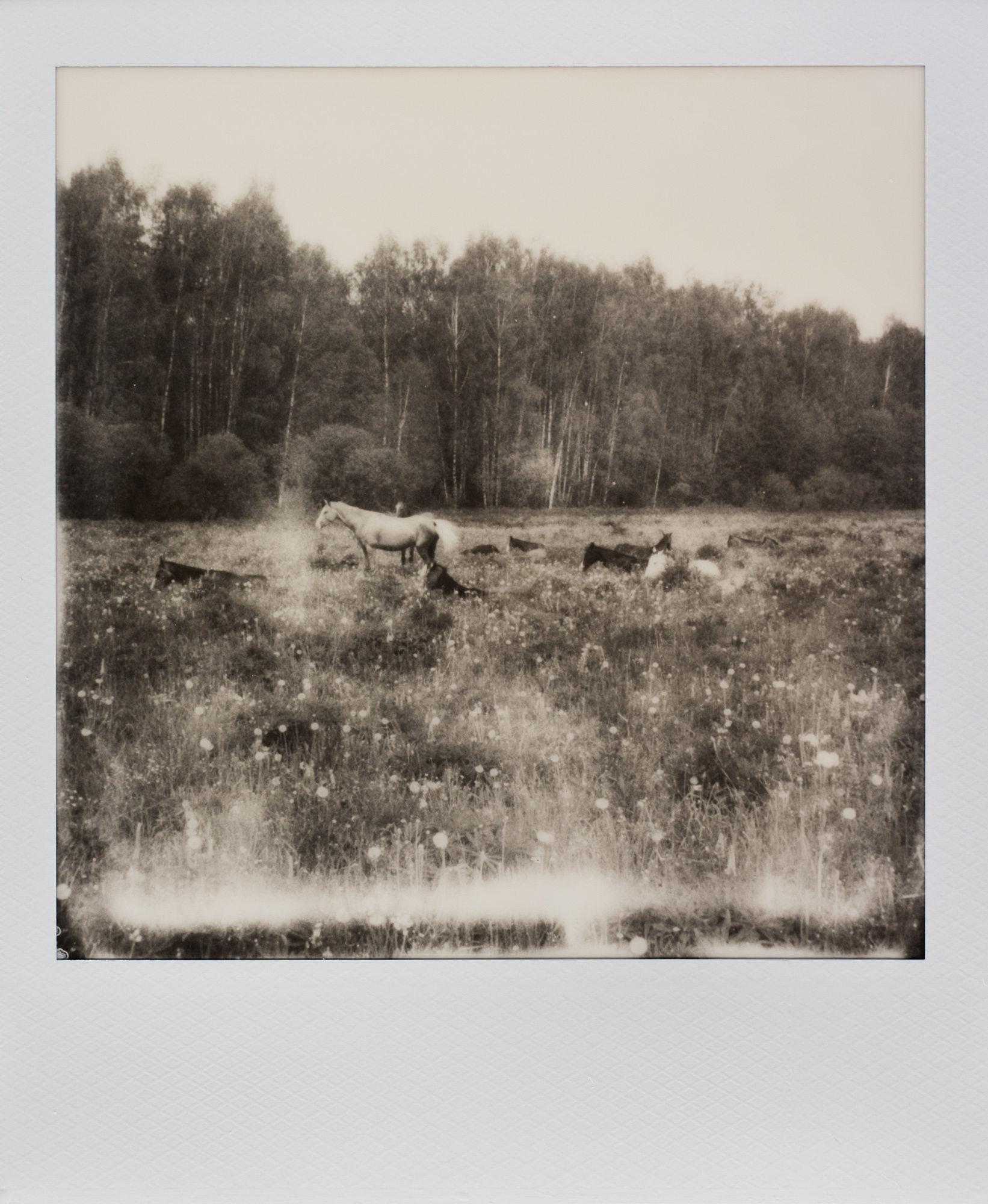 Polaroid #13