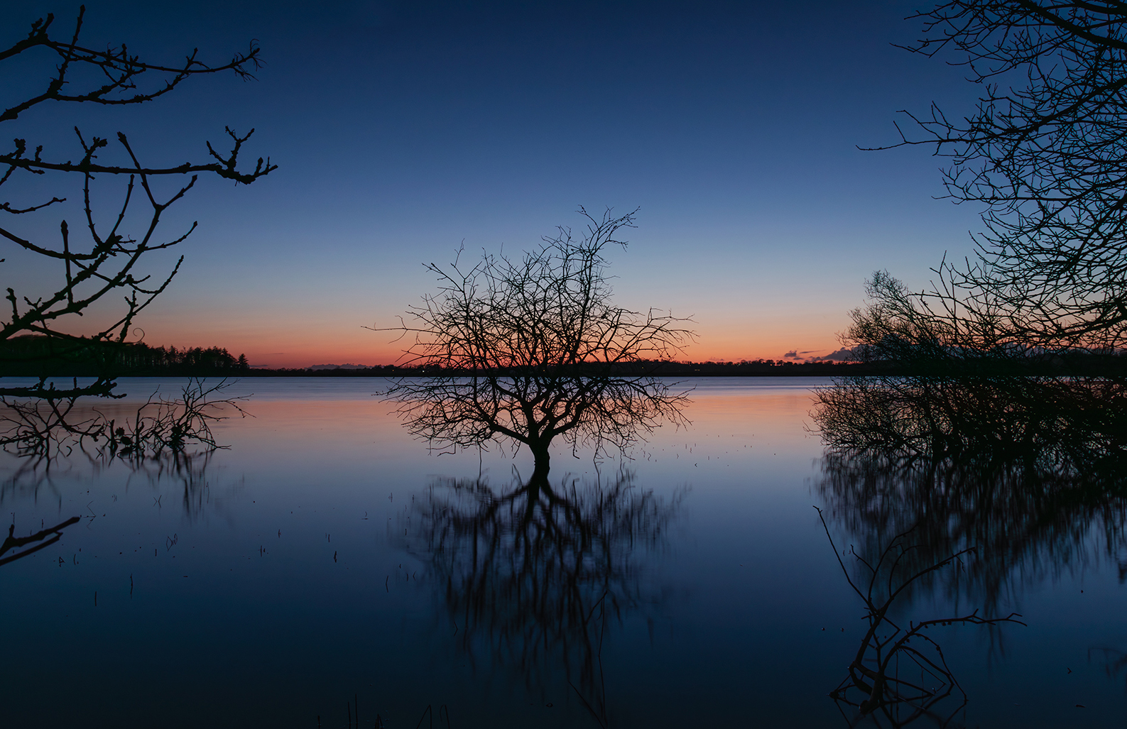 Little Tree at Sunset