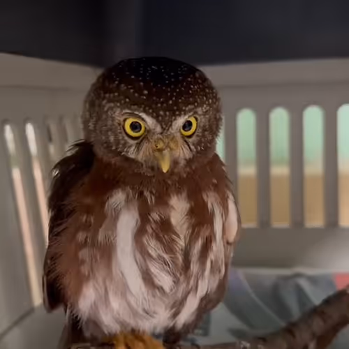 Pigmy Owl 🦉