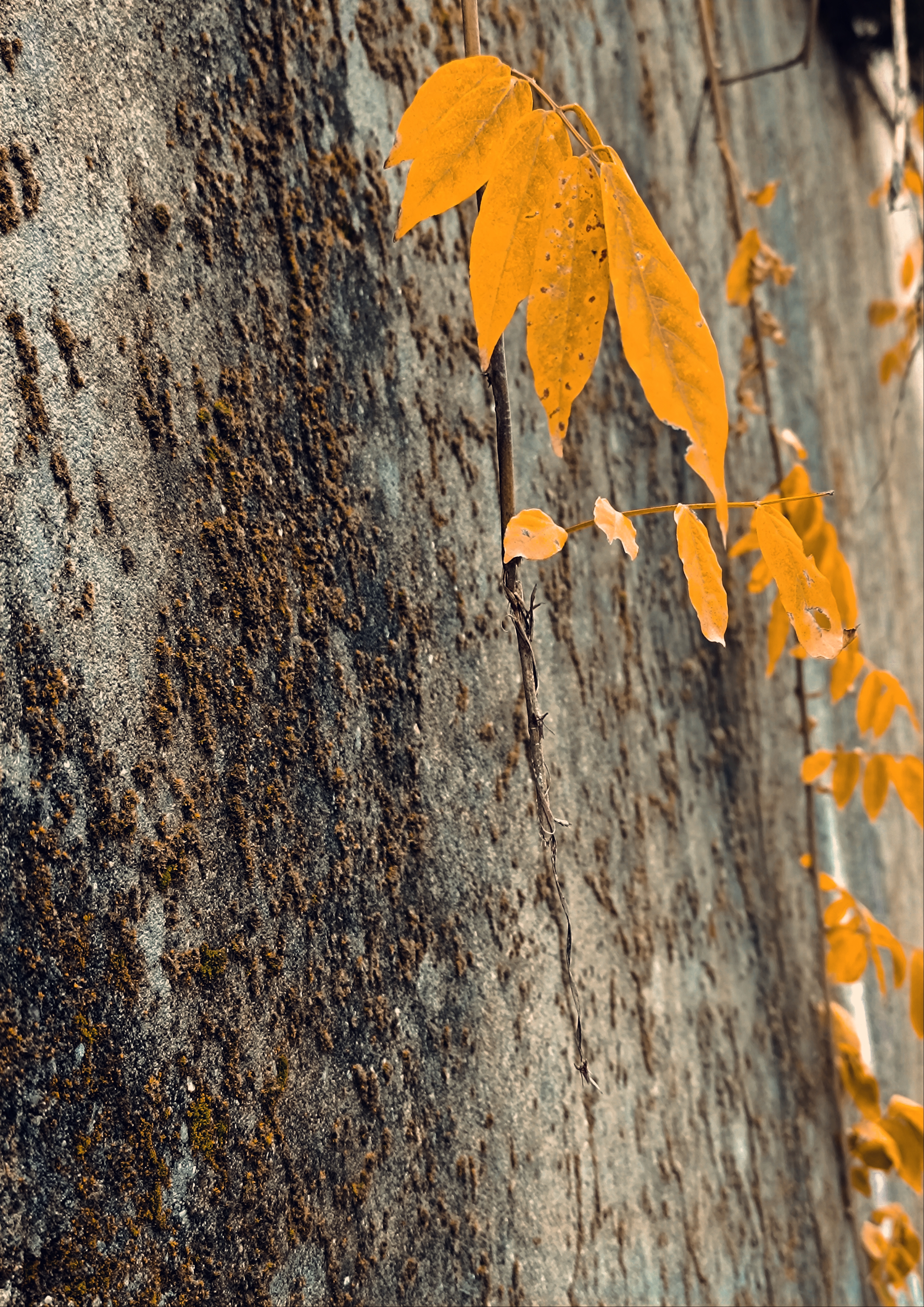 Orange Symphony 🧡 #499