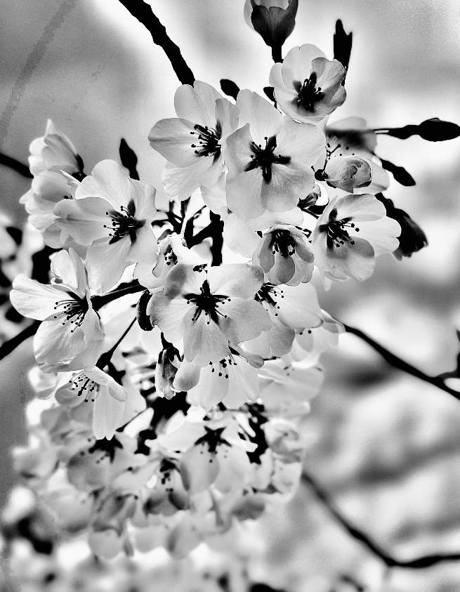in bloom