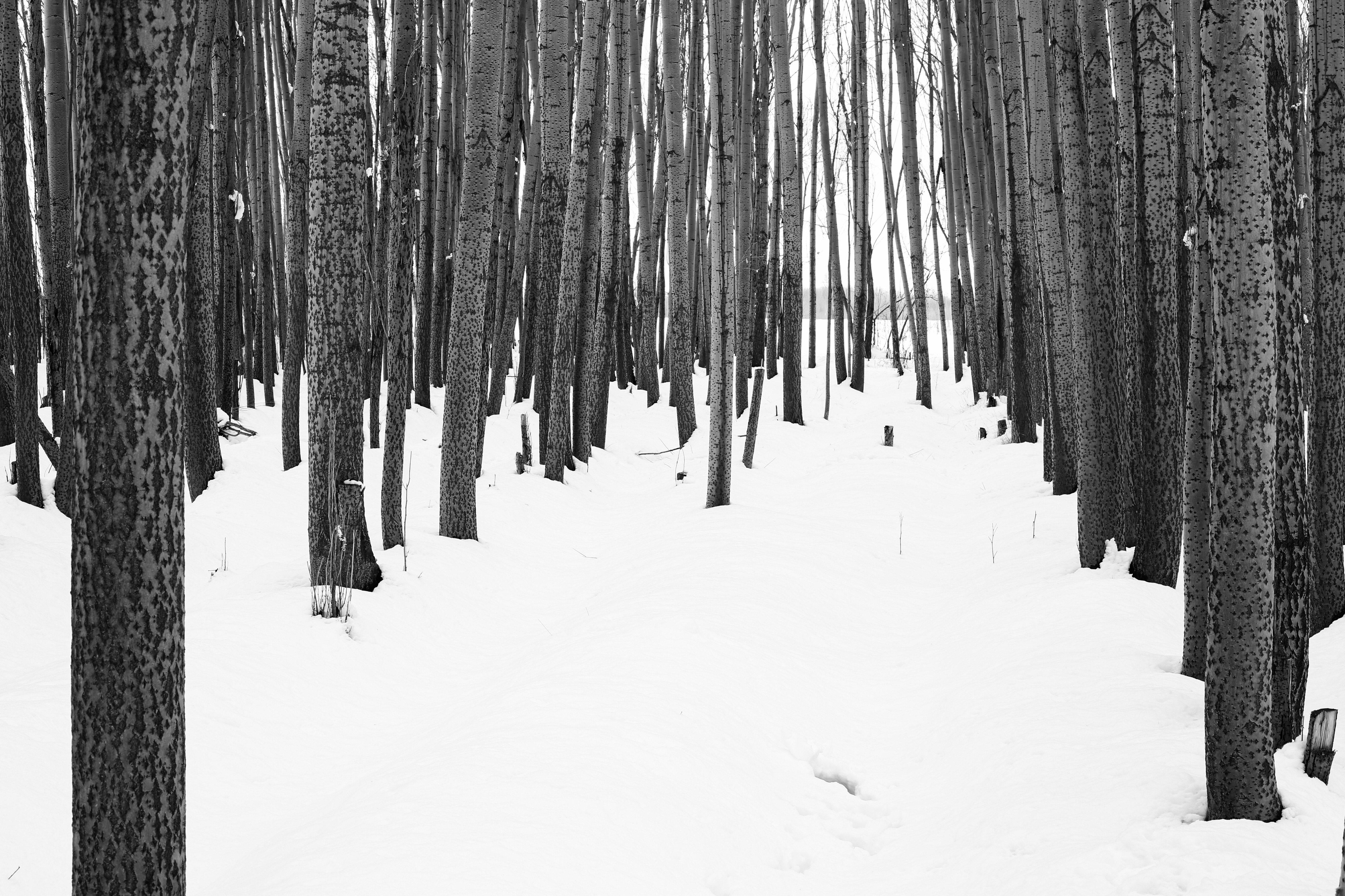 Winter Silence #125