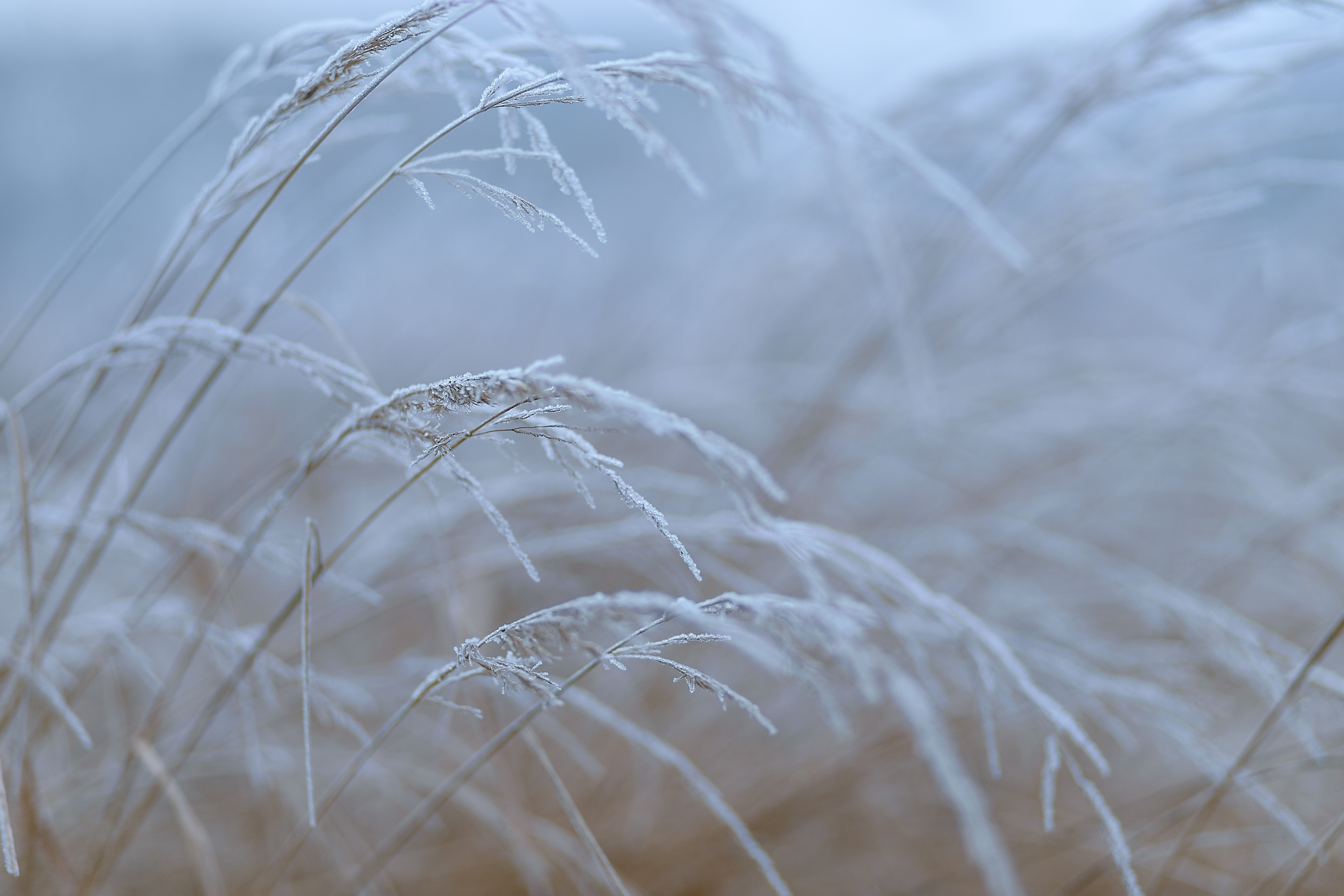 First frost #73