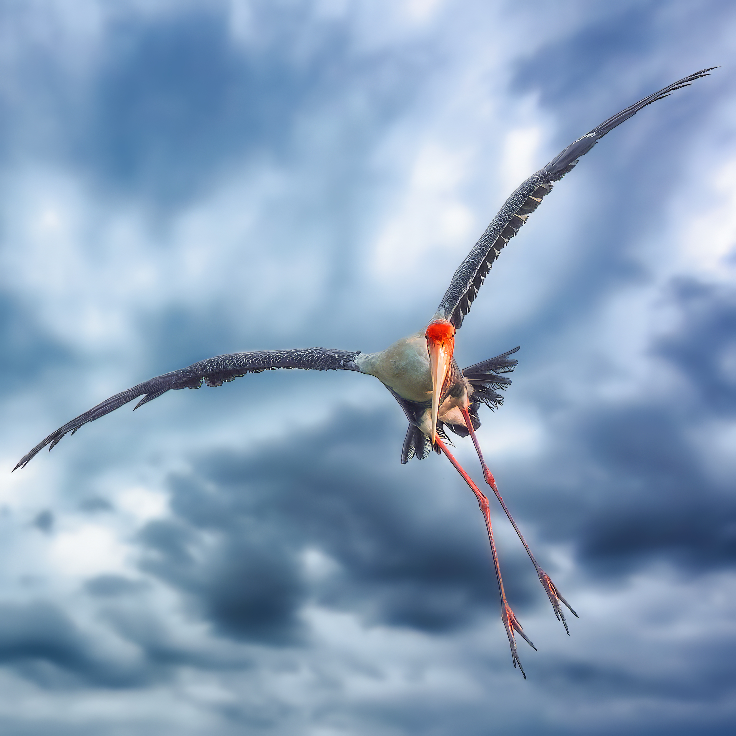 Painted Stork