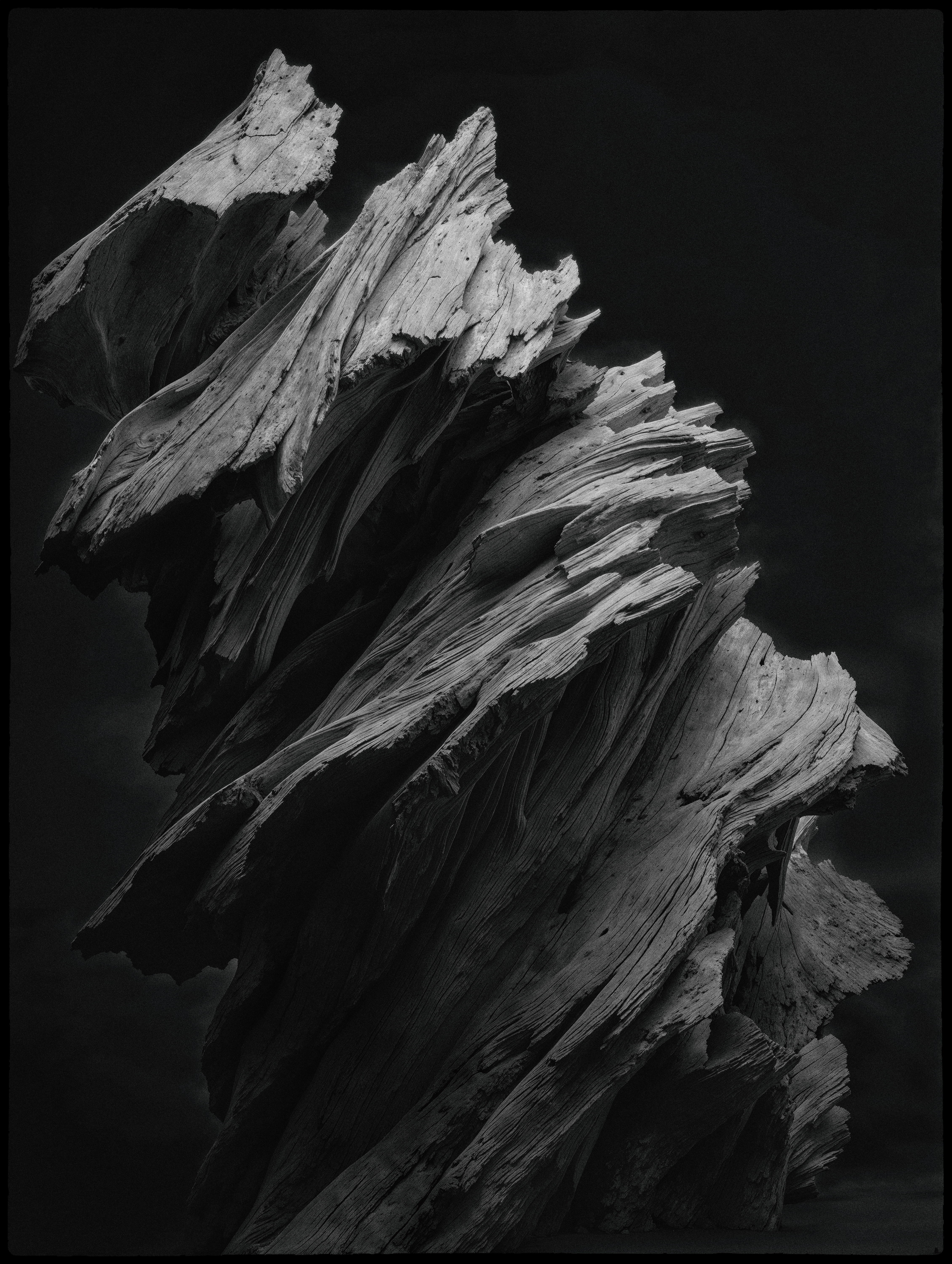 "roots and branches" #47