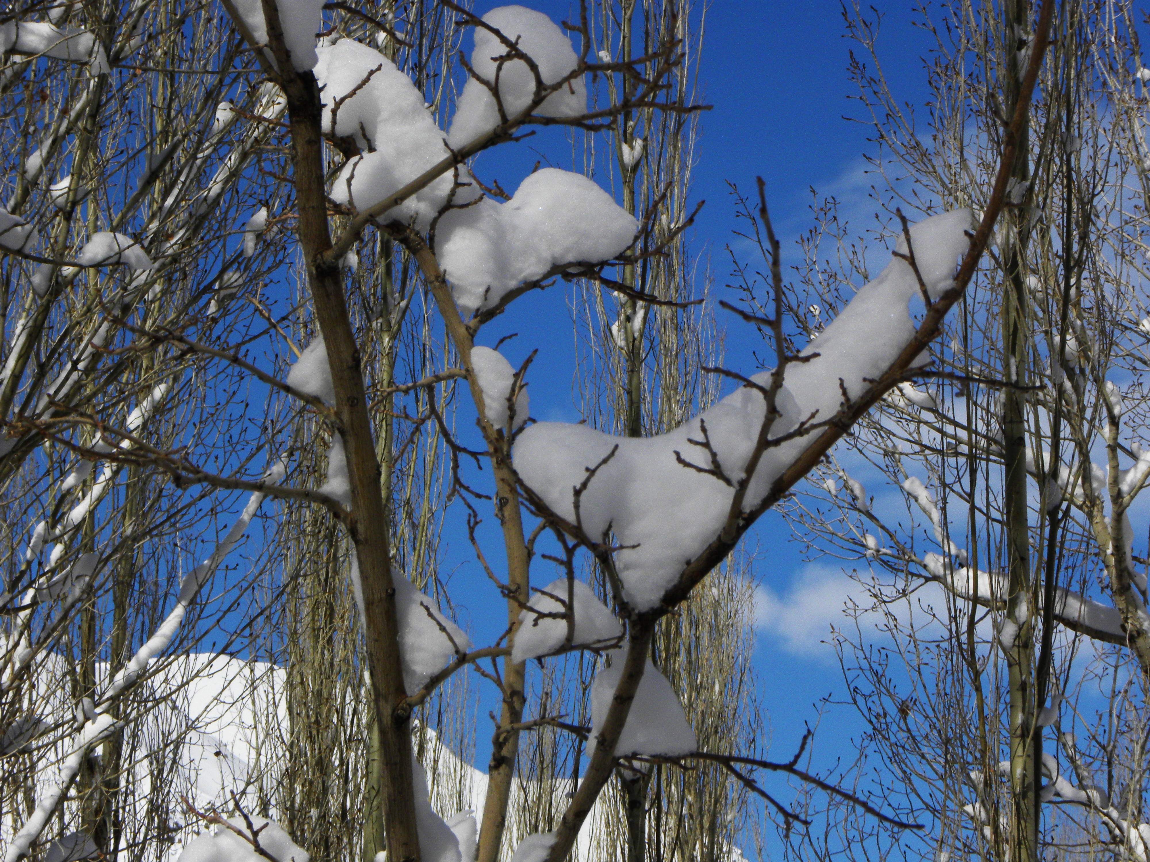 Winter’s Breath #259