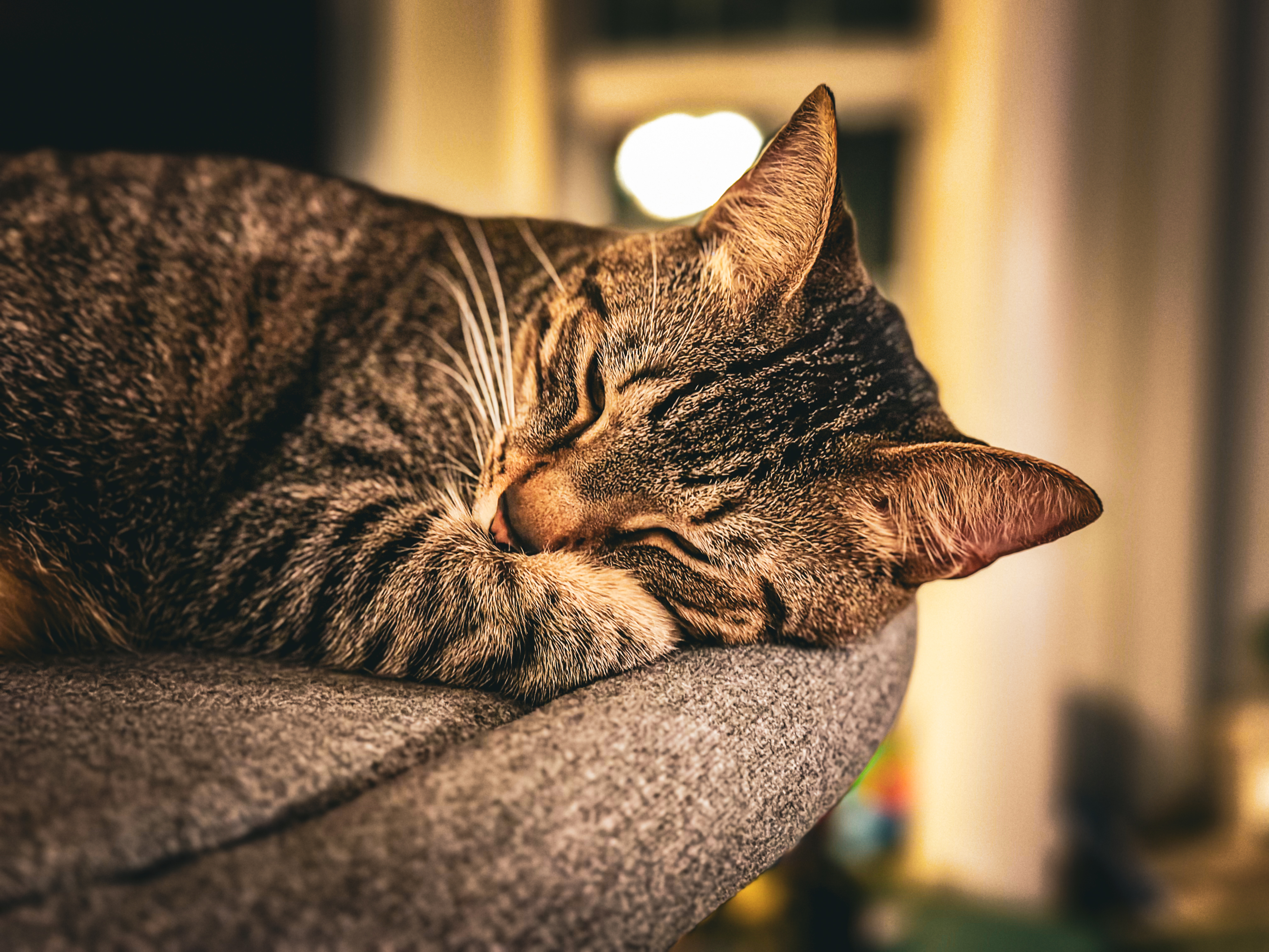 Catnap #7