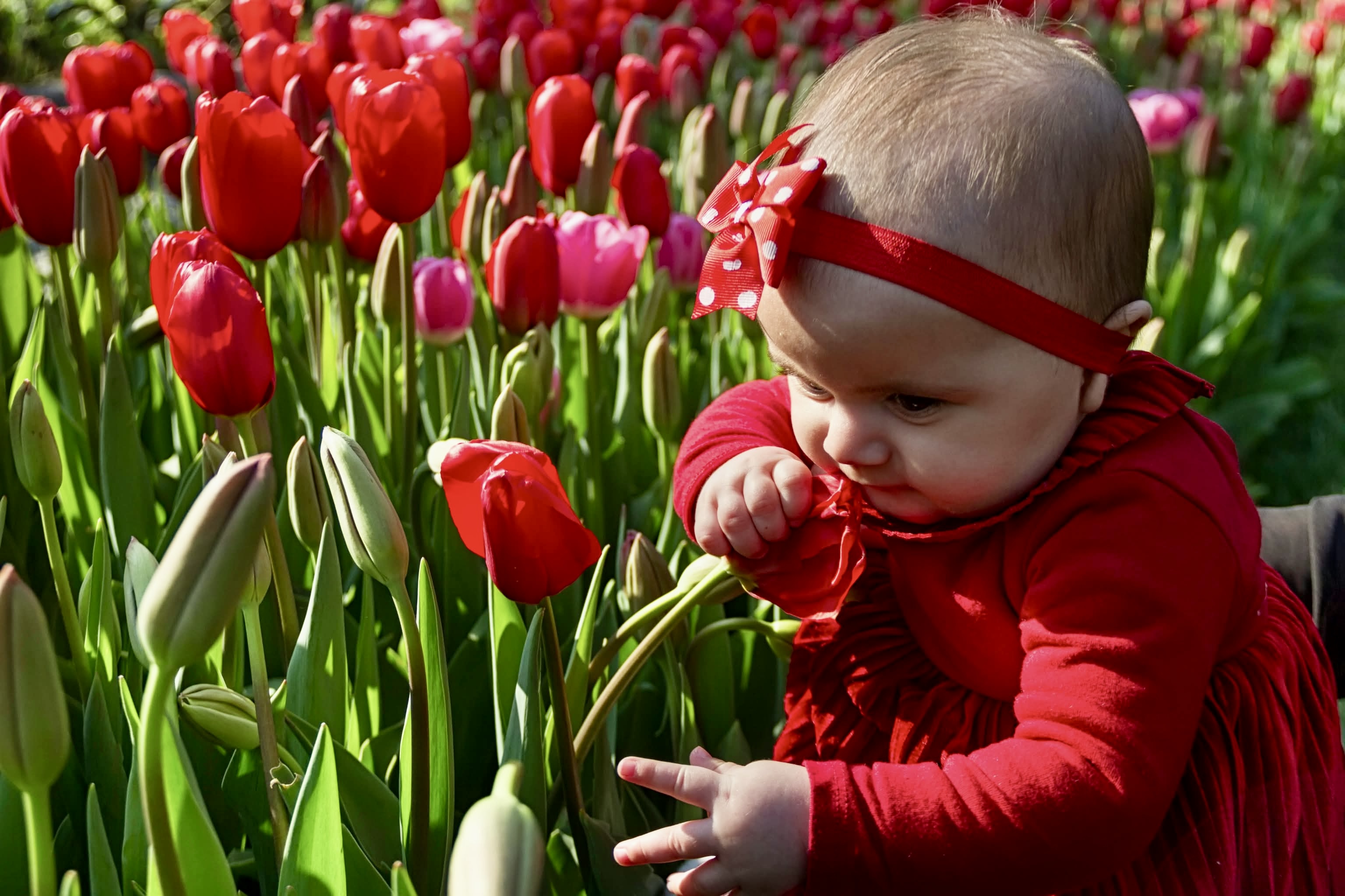 Among the tulips 🌷 #5