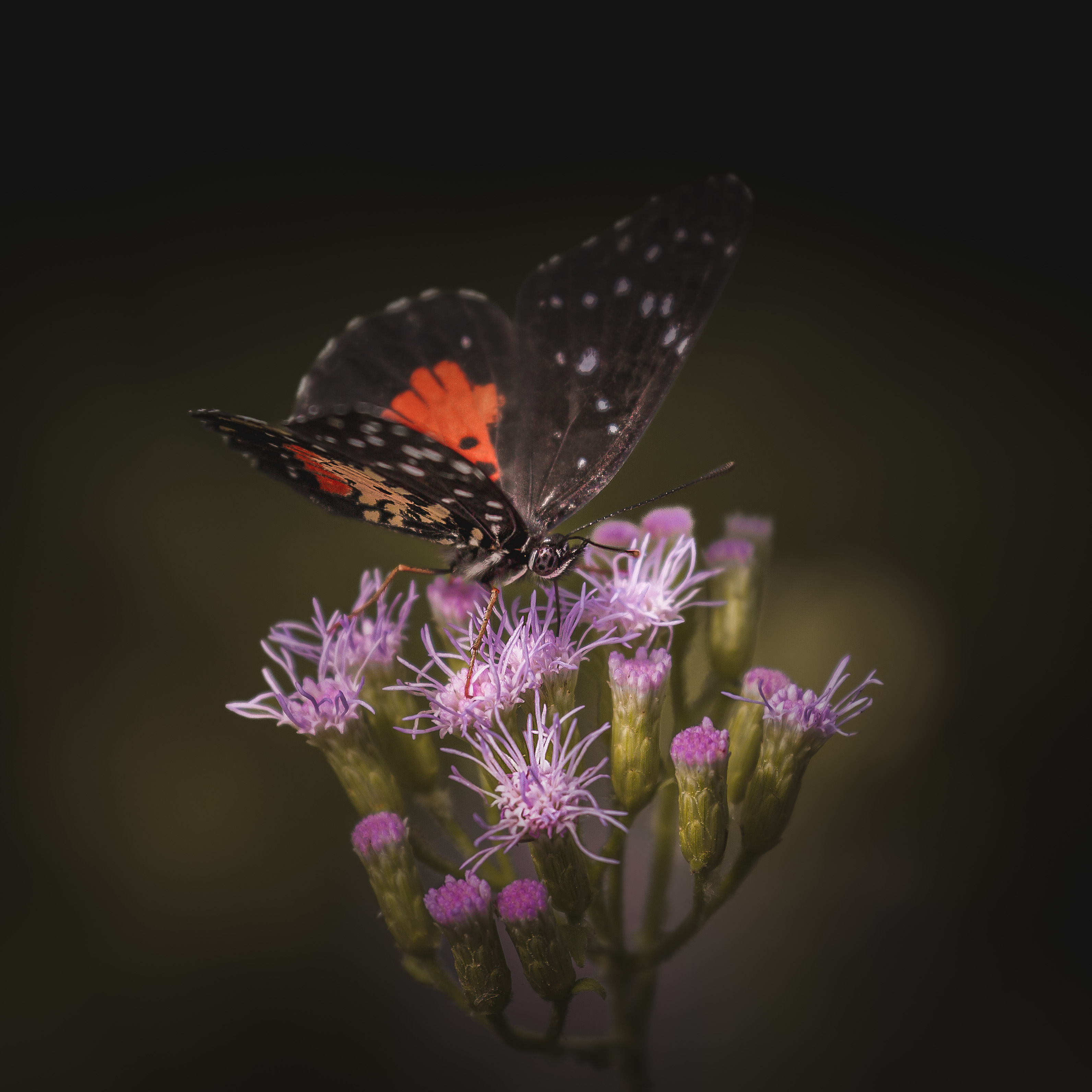 Crimson Patch Butterfly