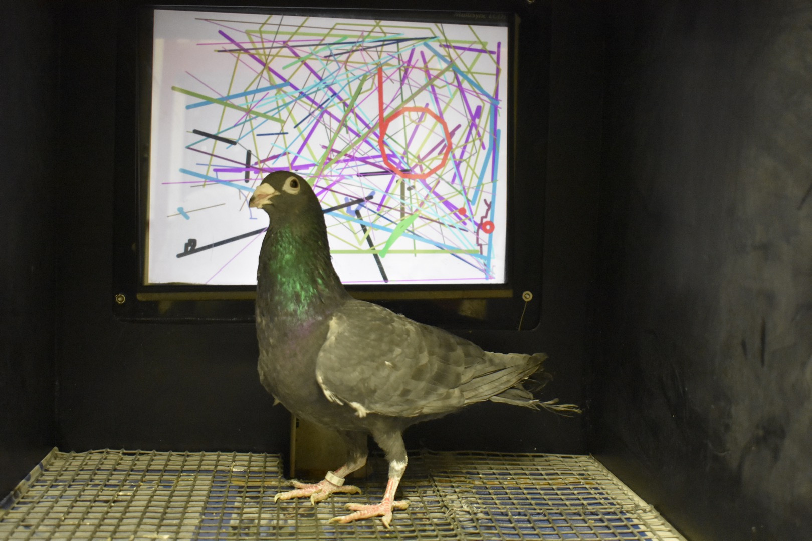 Herriot with masterpiece 2022