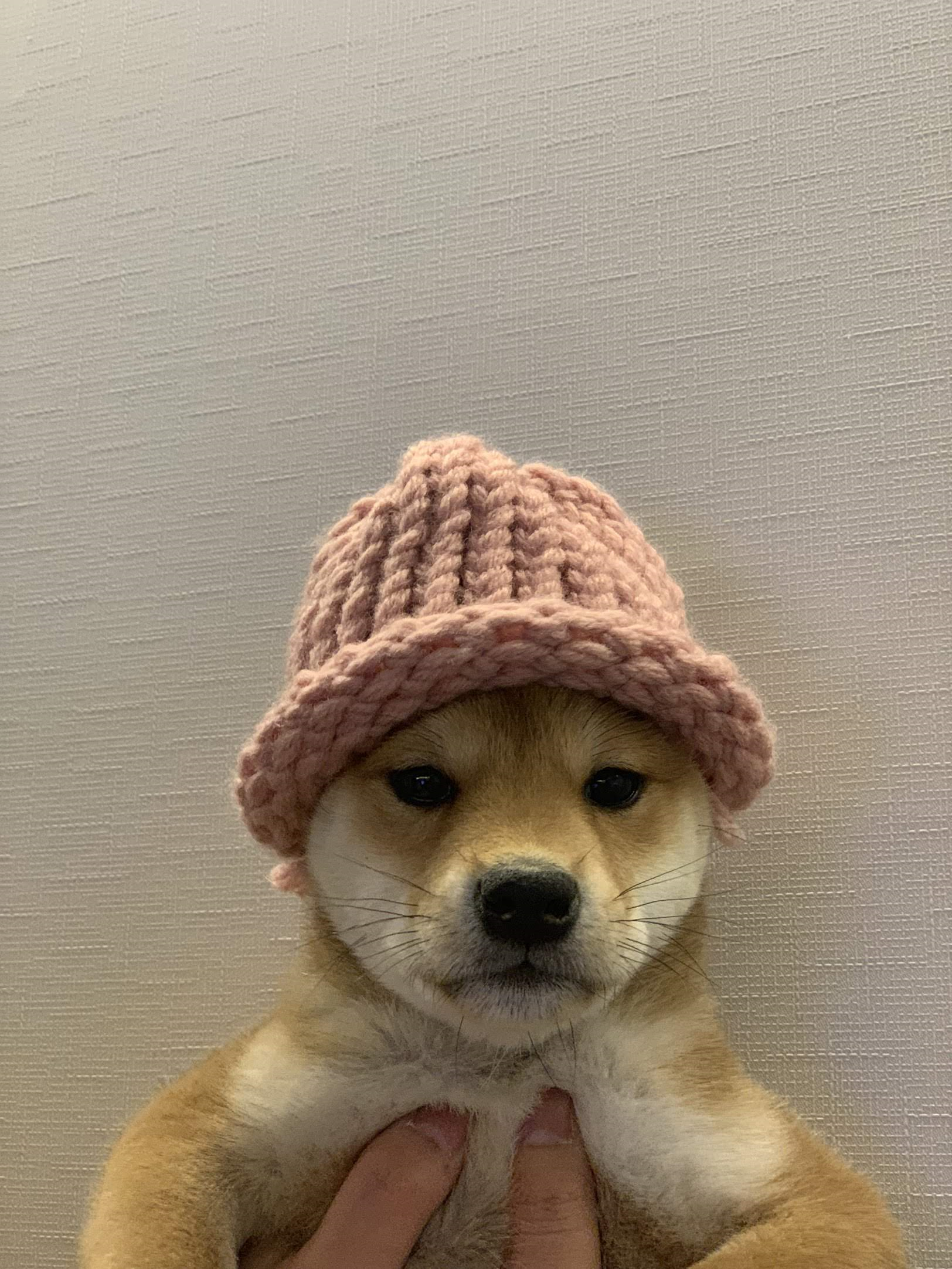 Achi, the dog wif hat