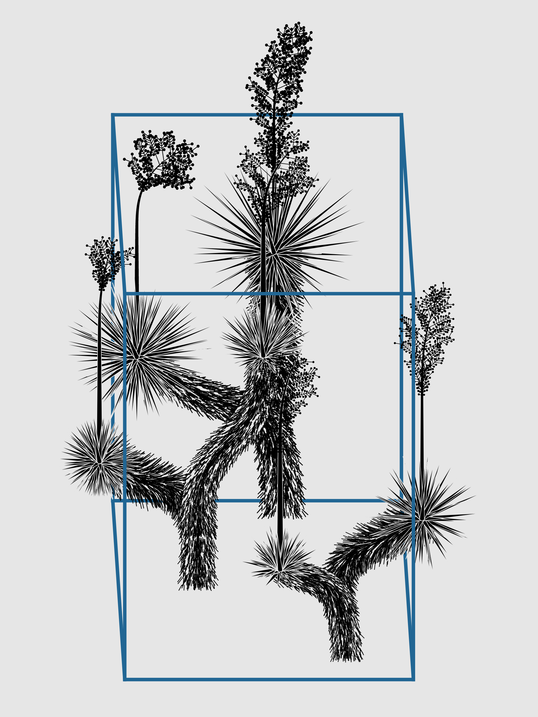 Marfa Yucca #264