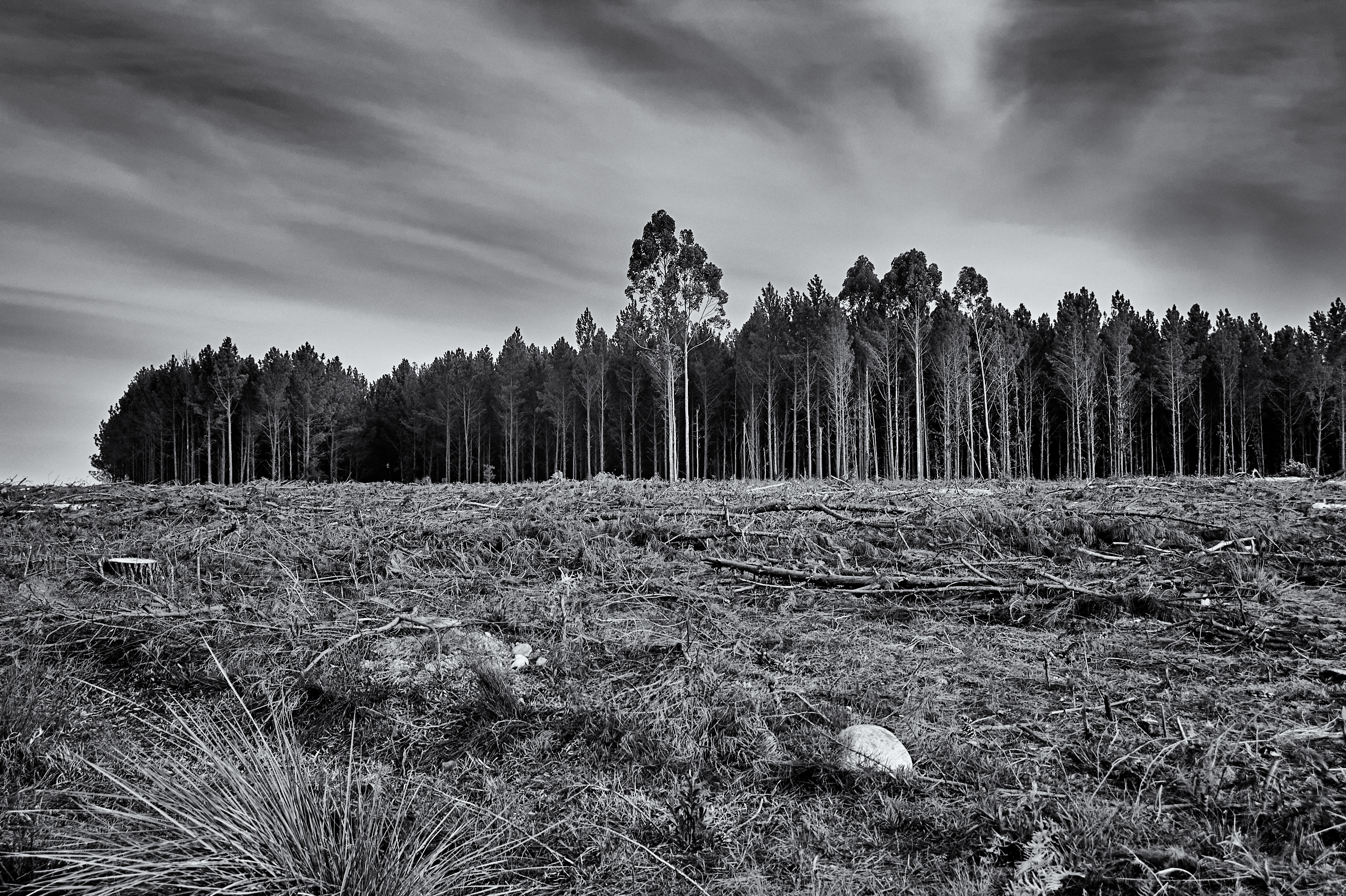 Battlefront Resistance // Scar Tissue