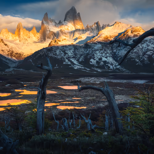 Wilderness to Blockchain #54 - Dead forest