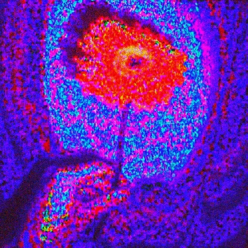 flower from the heart