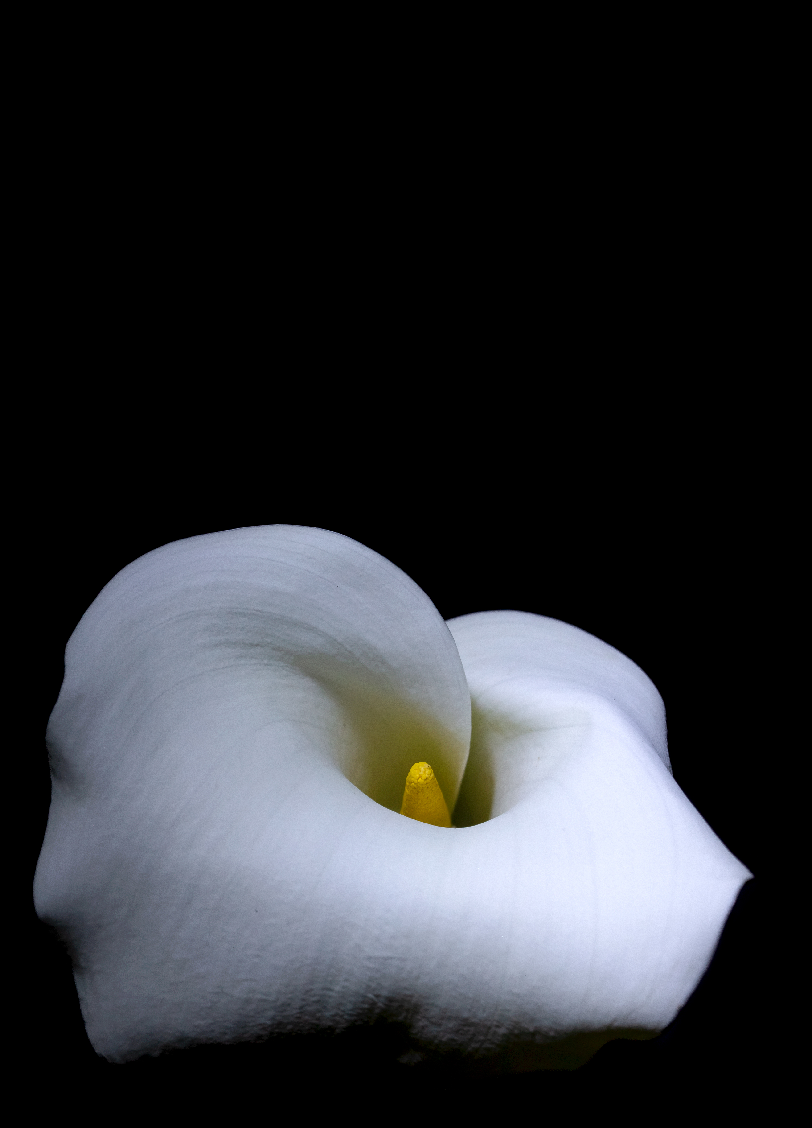 Angel's Kiss