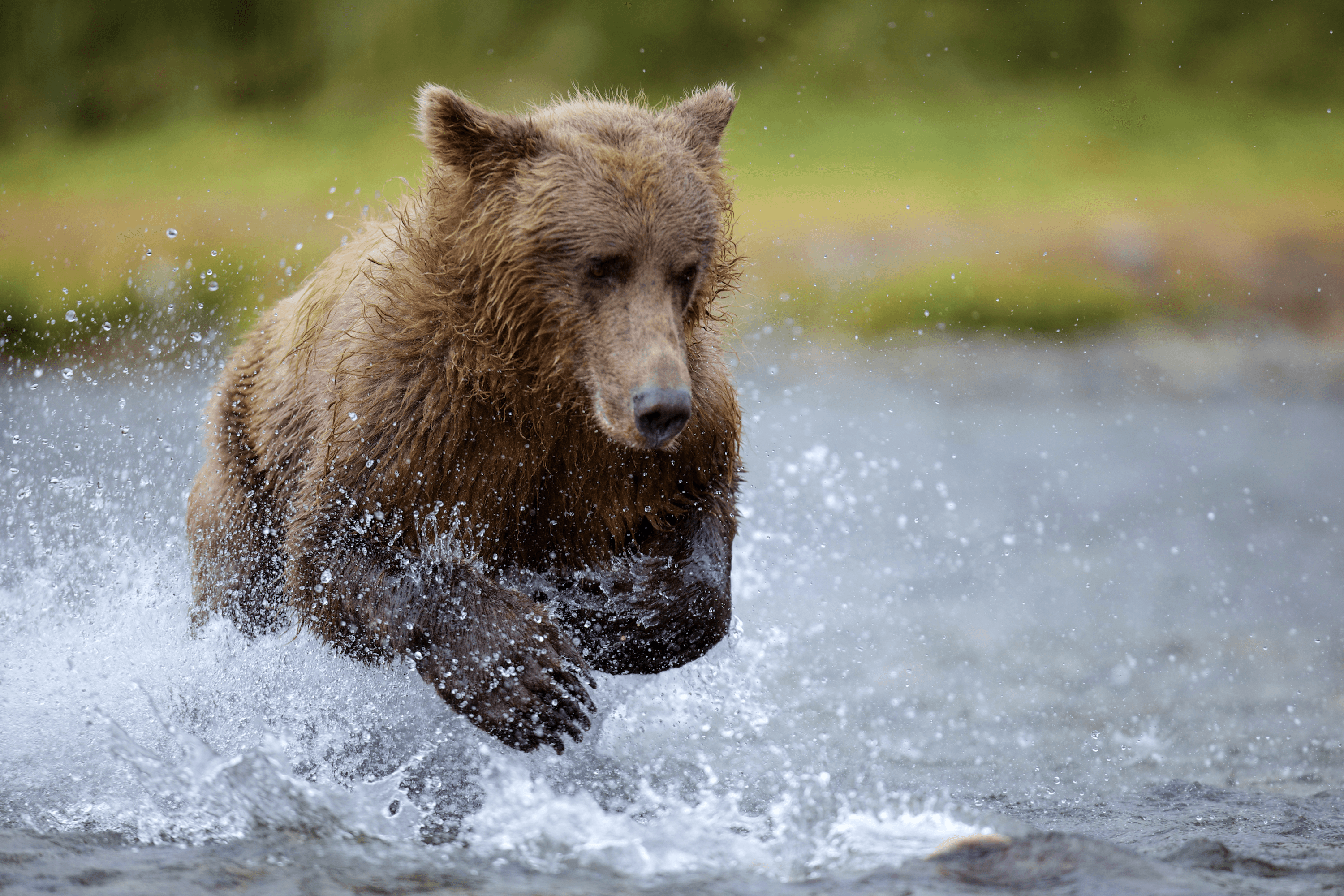 Balance #07 Alaskan Grizzly