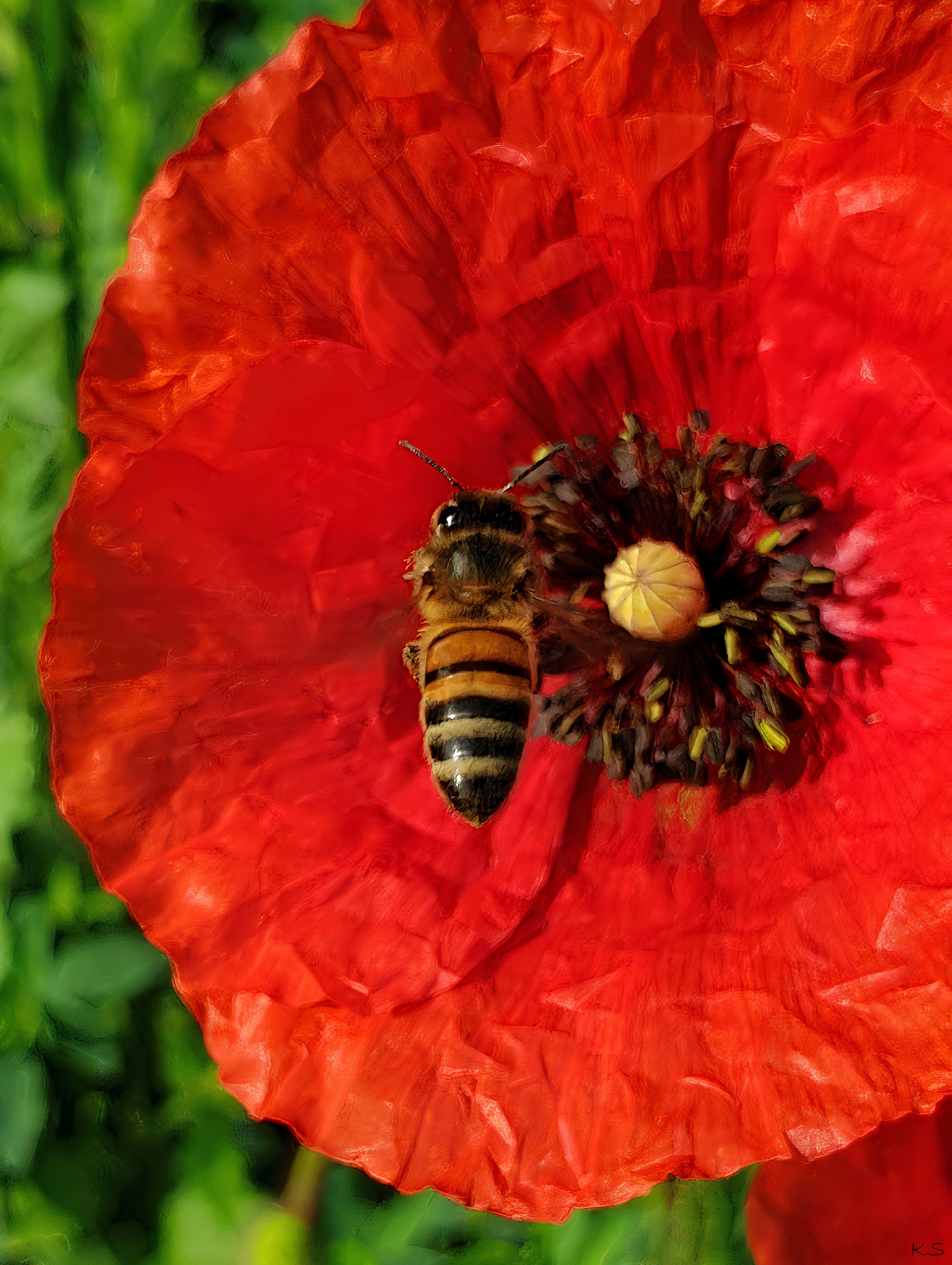Poppy Bee