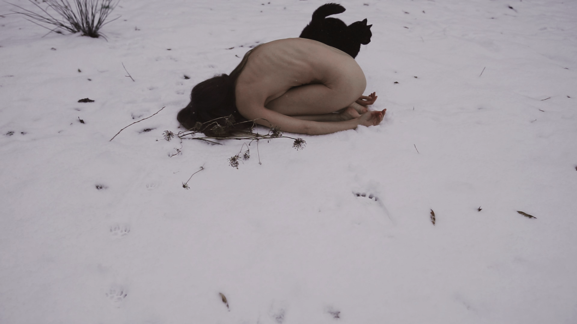 On lost cats and shadows