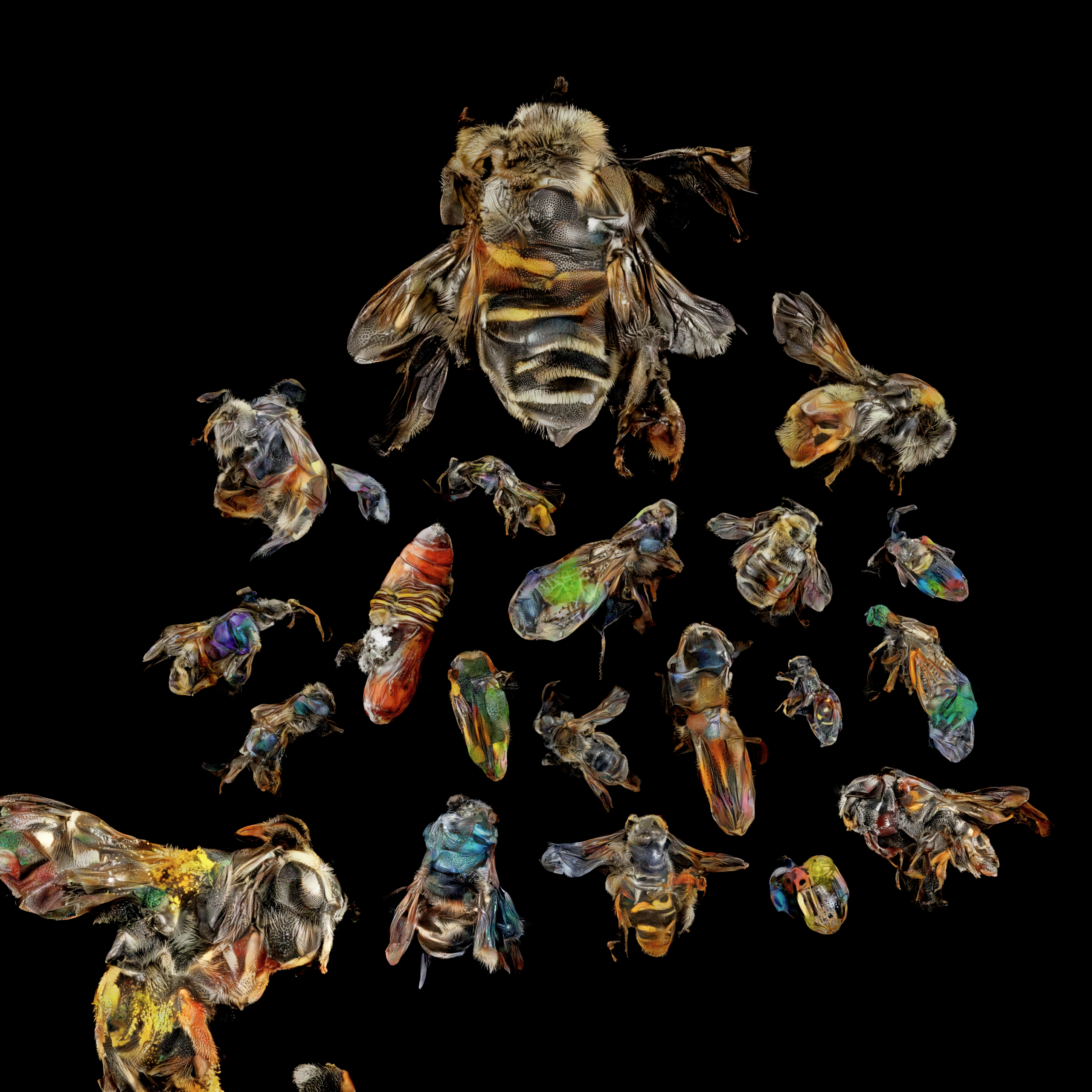 neural swarm #66