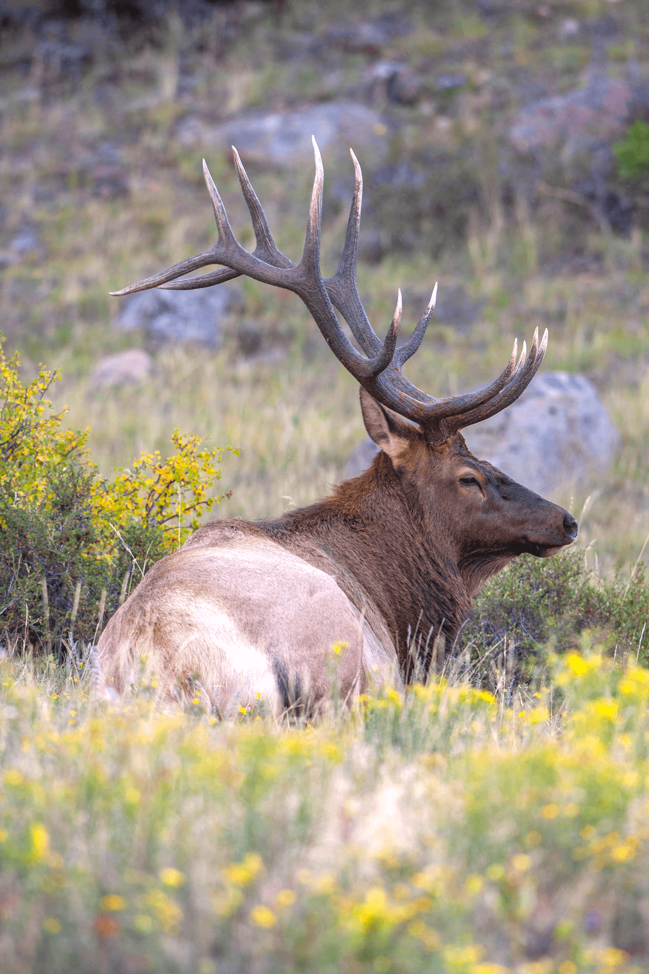 Balance #37 Elk