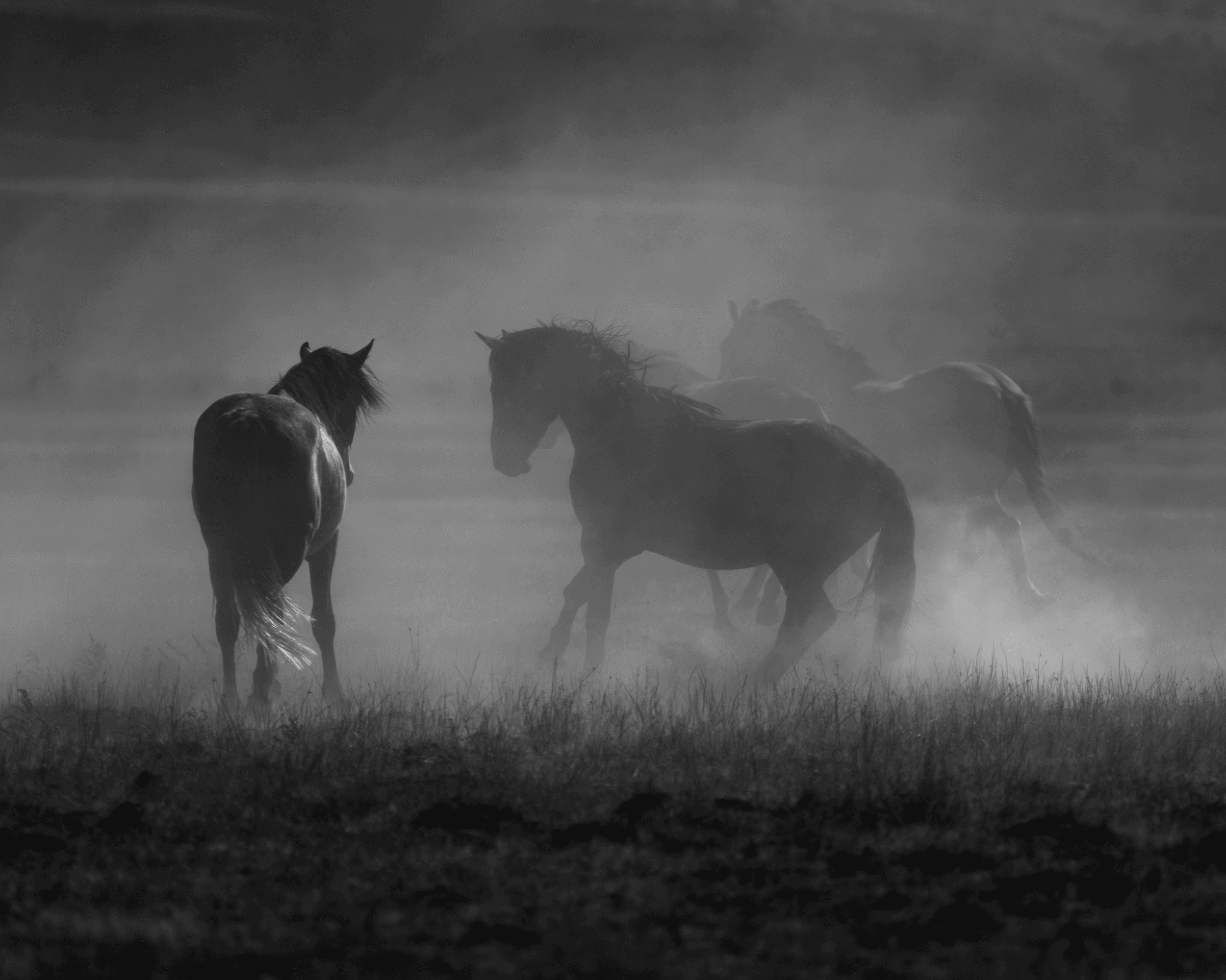 Wild Mustangs: Dust