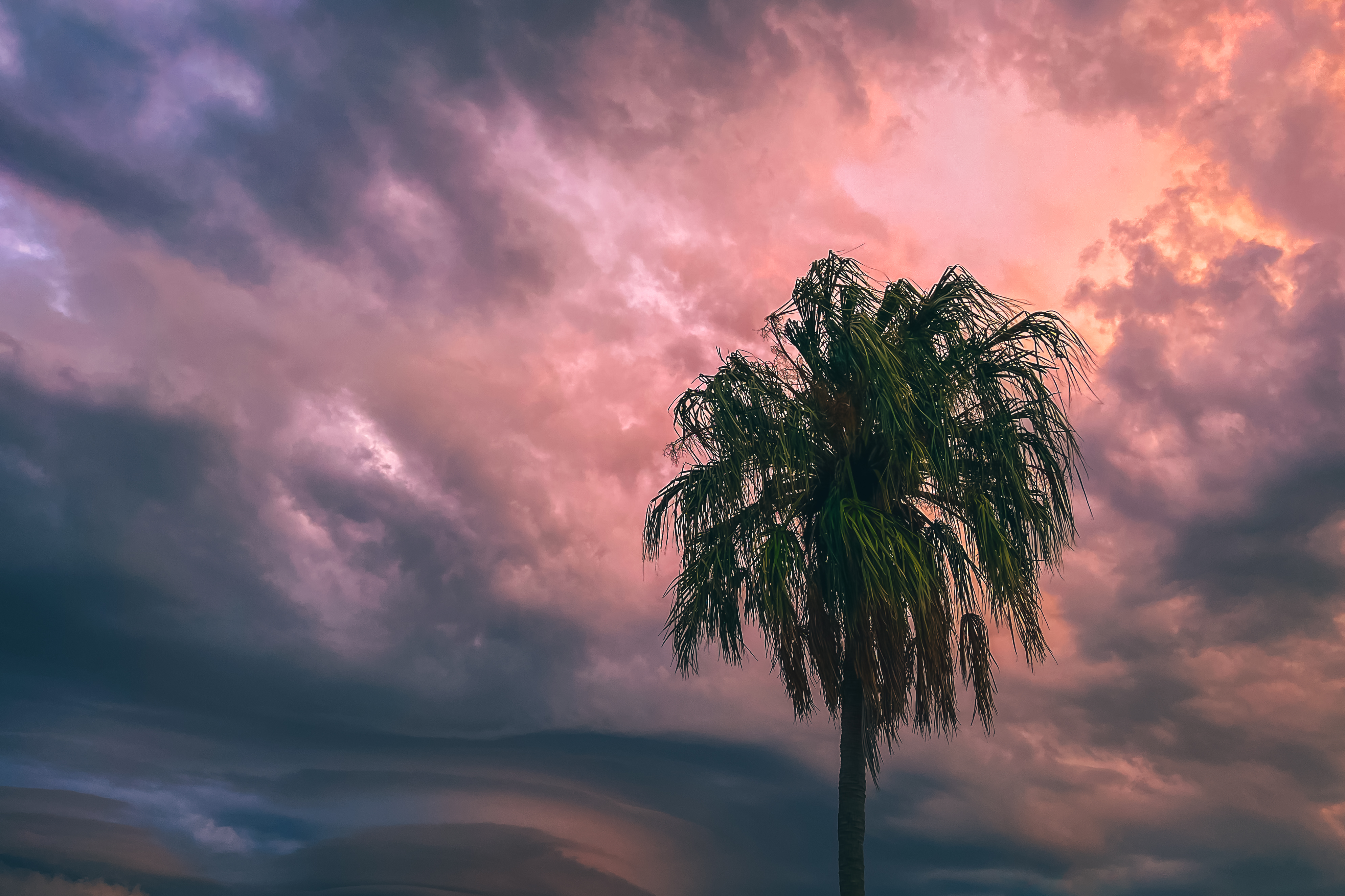 CS Community Collection #477