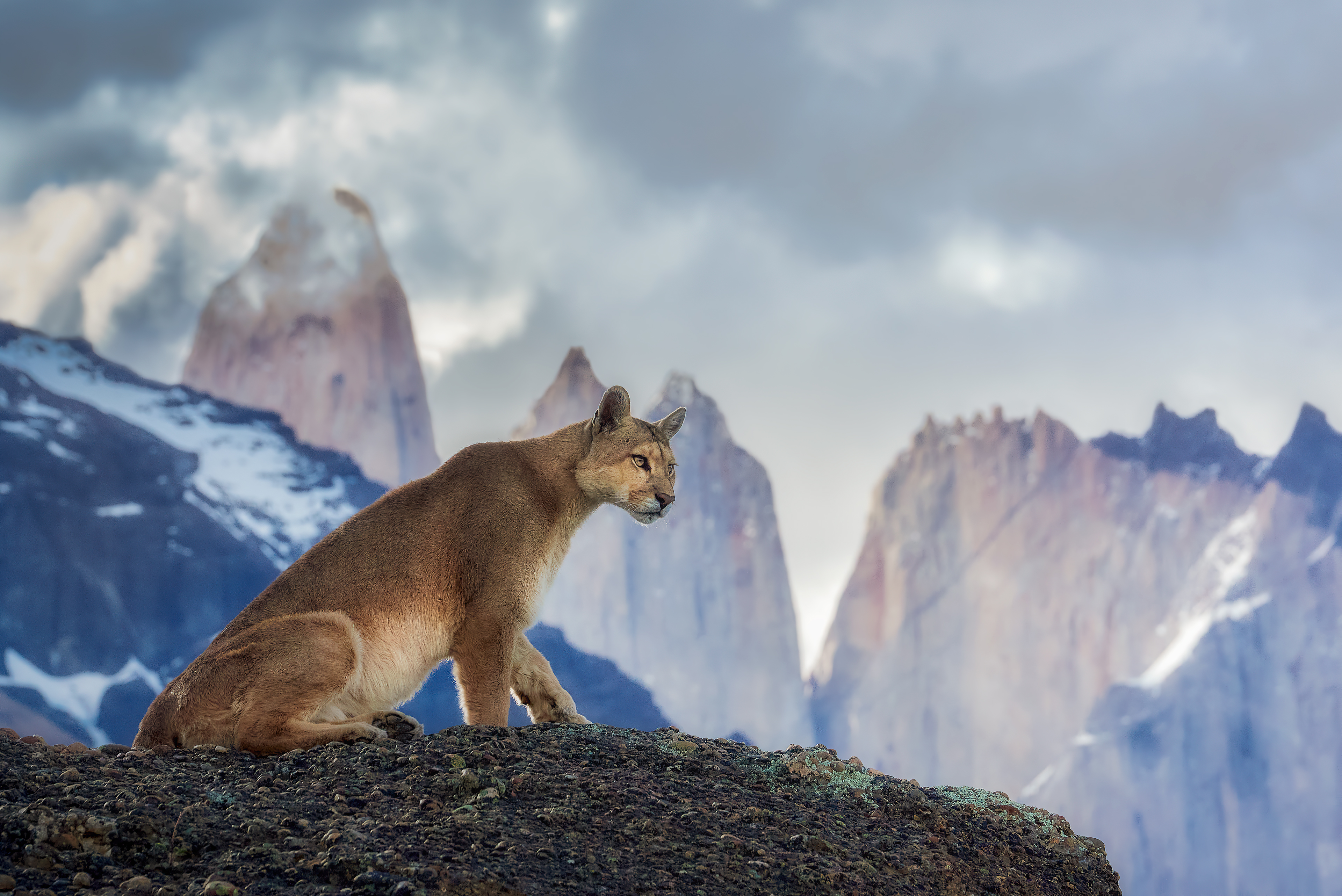 The Queen of Torres del Paine