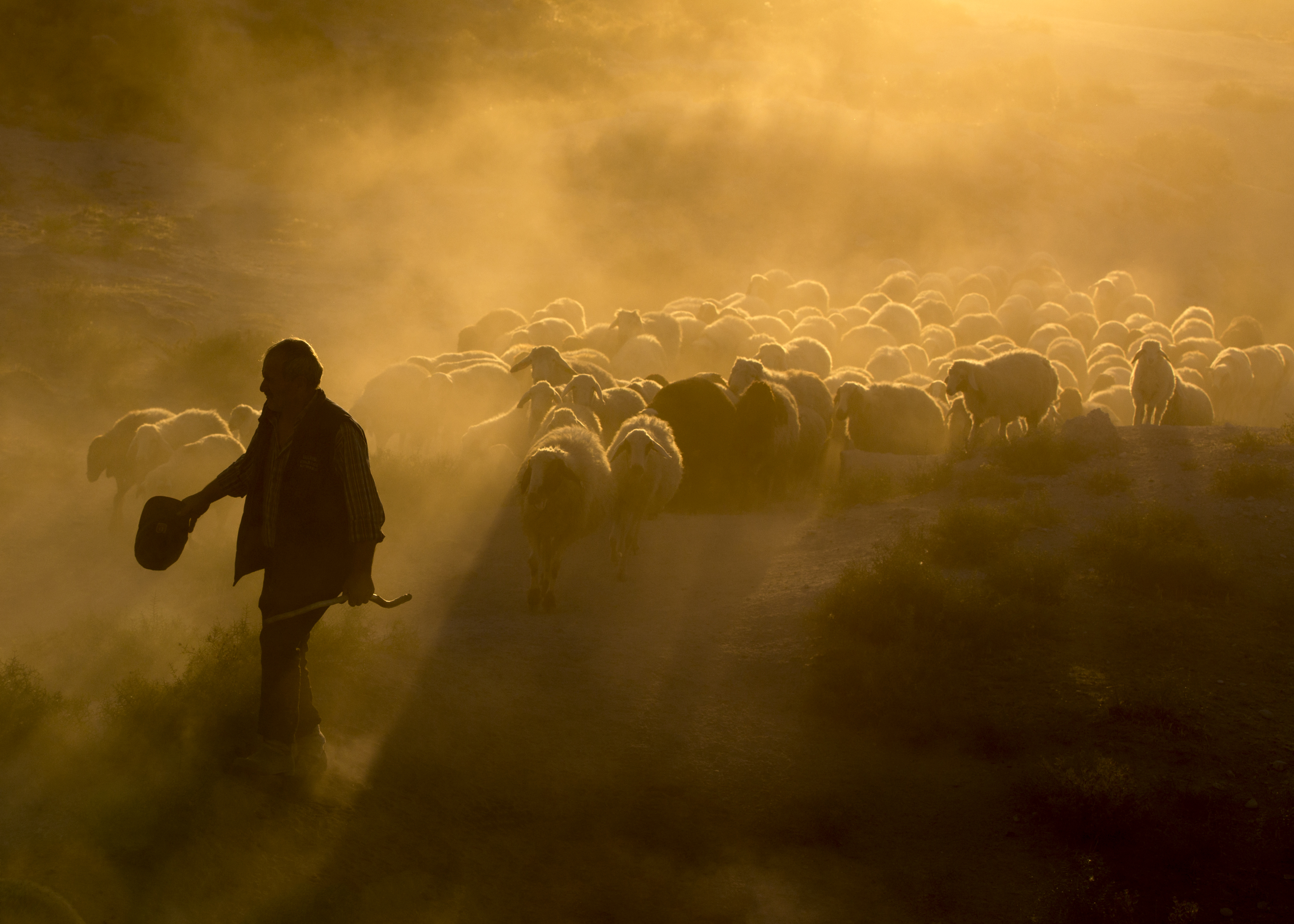 Sheepherd
