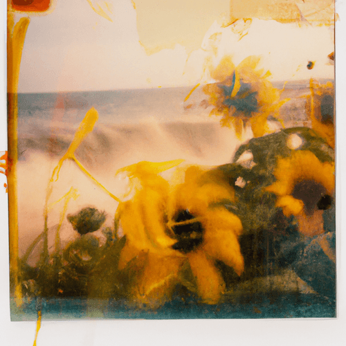 Tsunflower Chaos #212