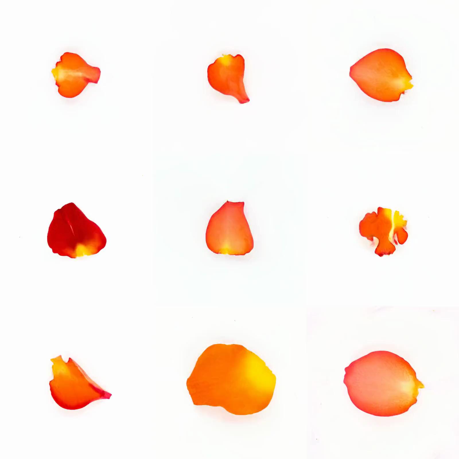 Infinite Petals 3x3#406